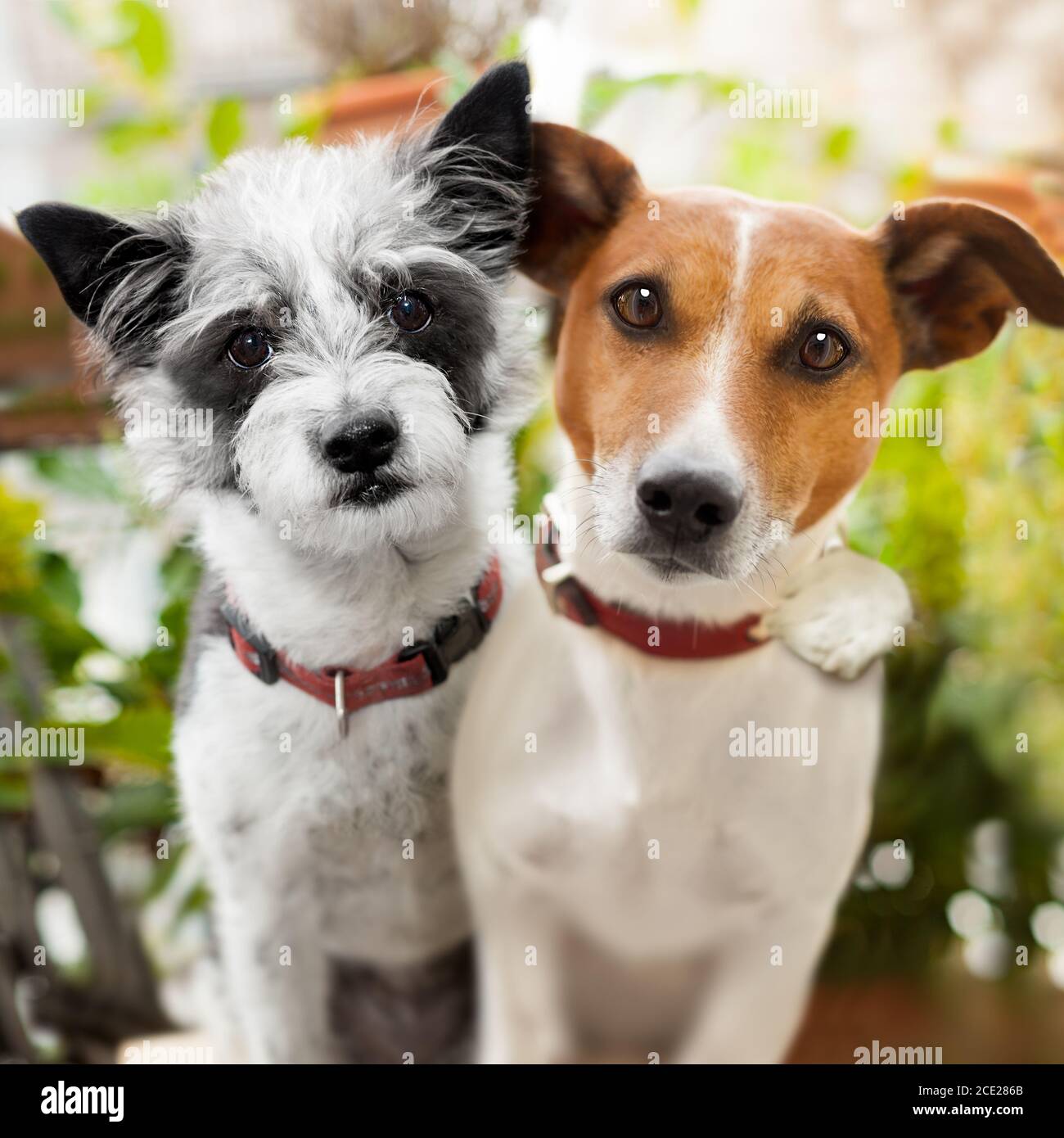 couple of dogs in love at the park Stock Photo - Alamy