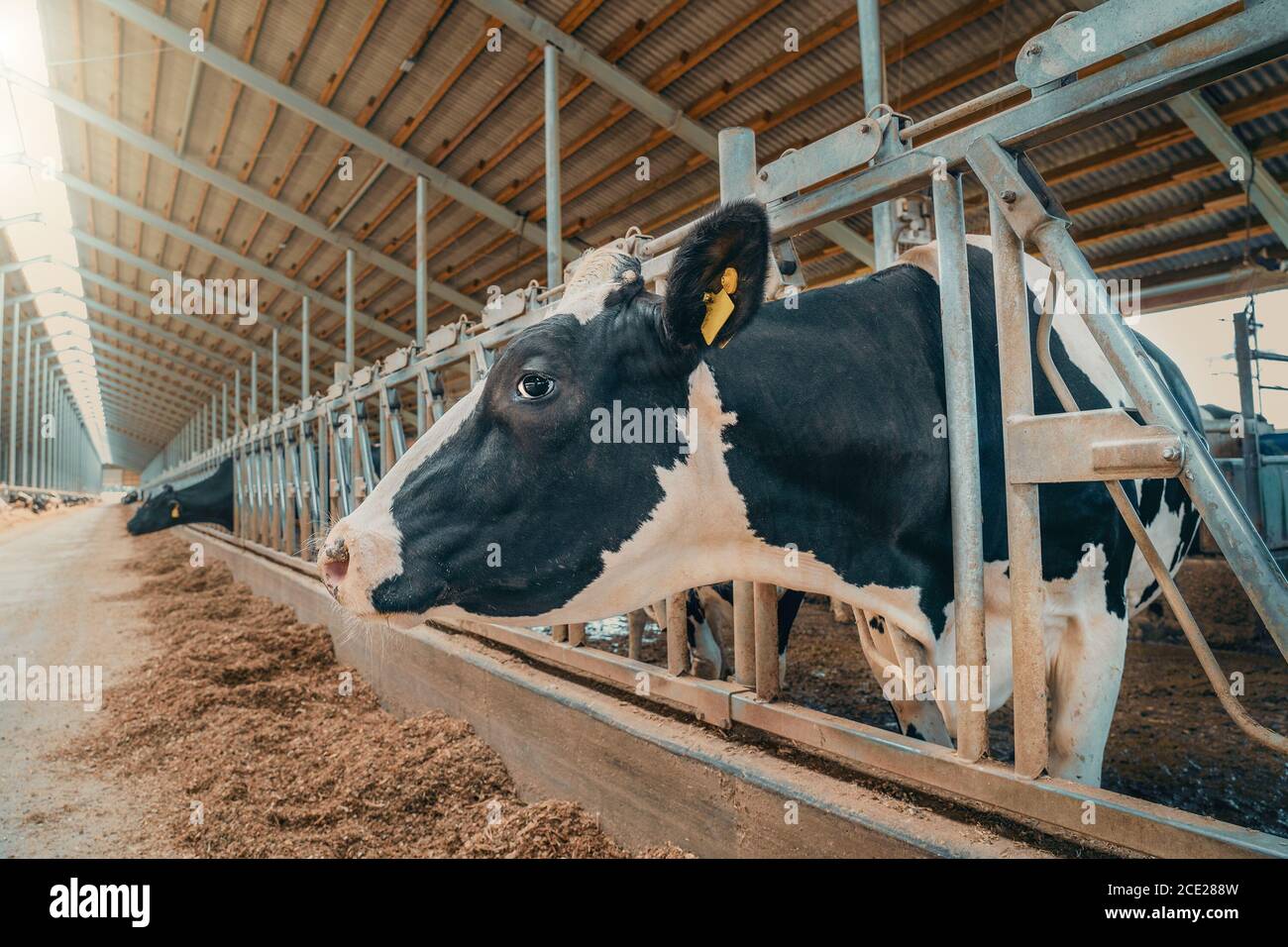 Milk cow cattle in dairy farm in livestock, food industry. Stock Photo