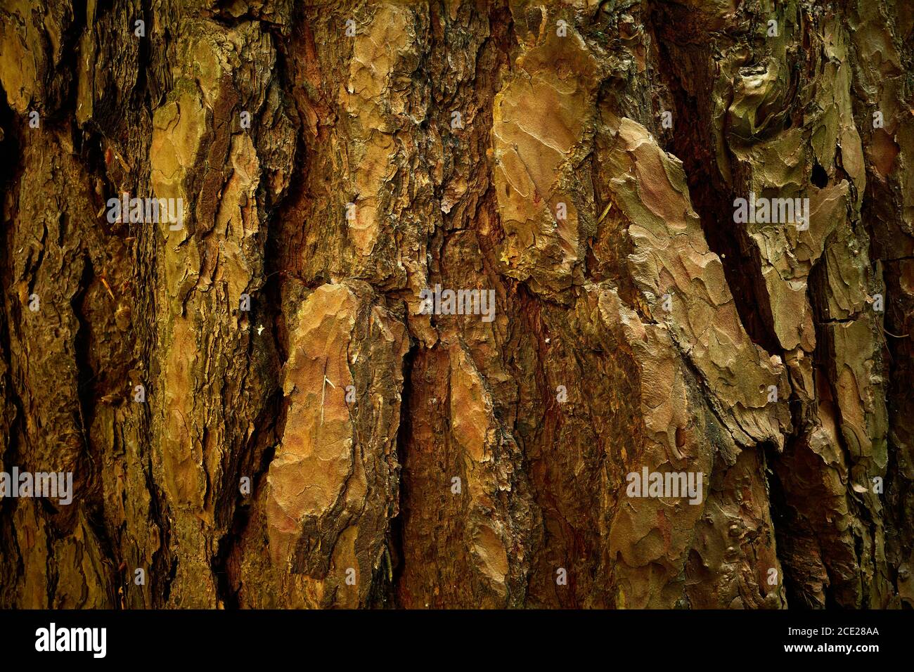 Intricate bark of age pine tree. Wood texture. Textured material