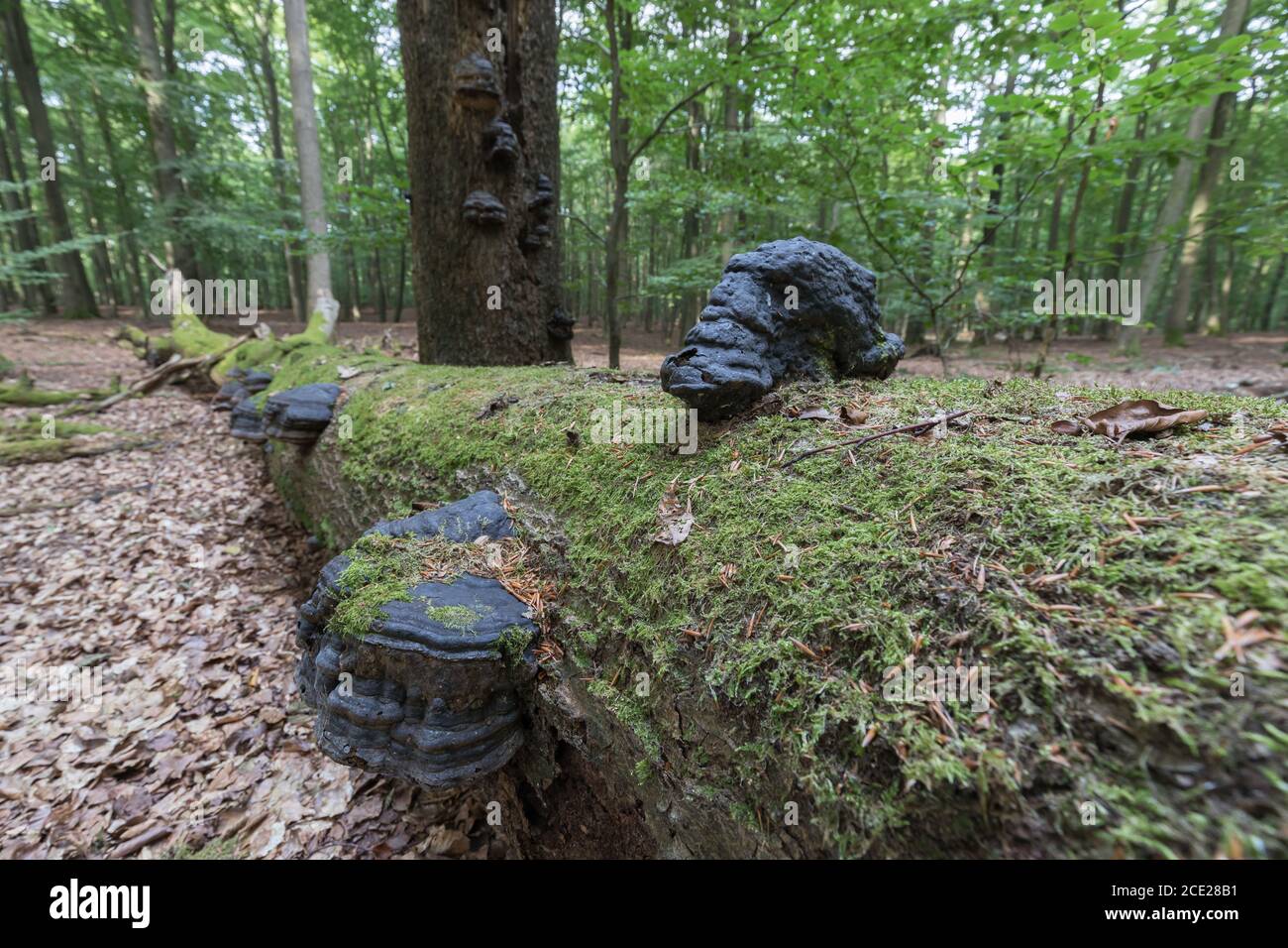 tinder sponge mushrooms on deadwood in natural forest Stock Photo