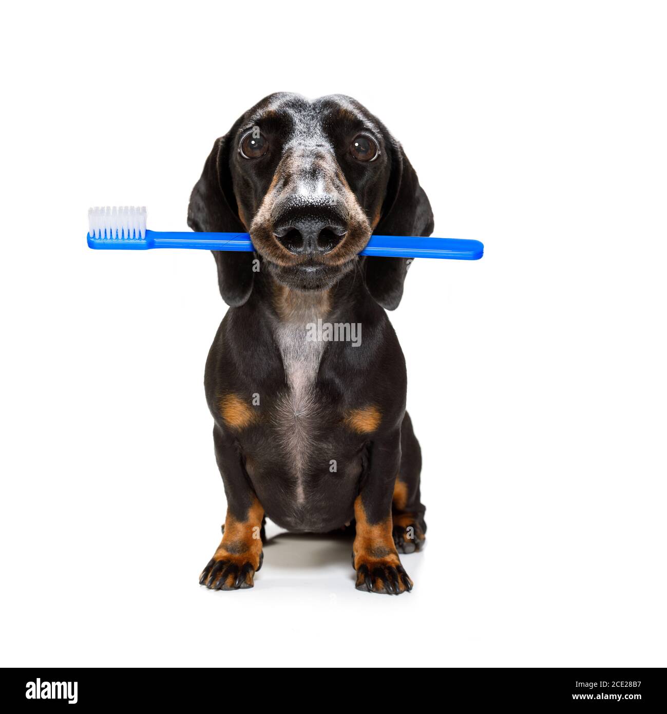 dental toothbrush dog Stock Photo Alamy