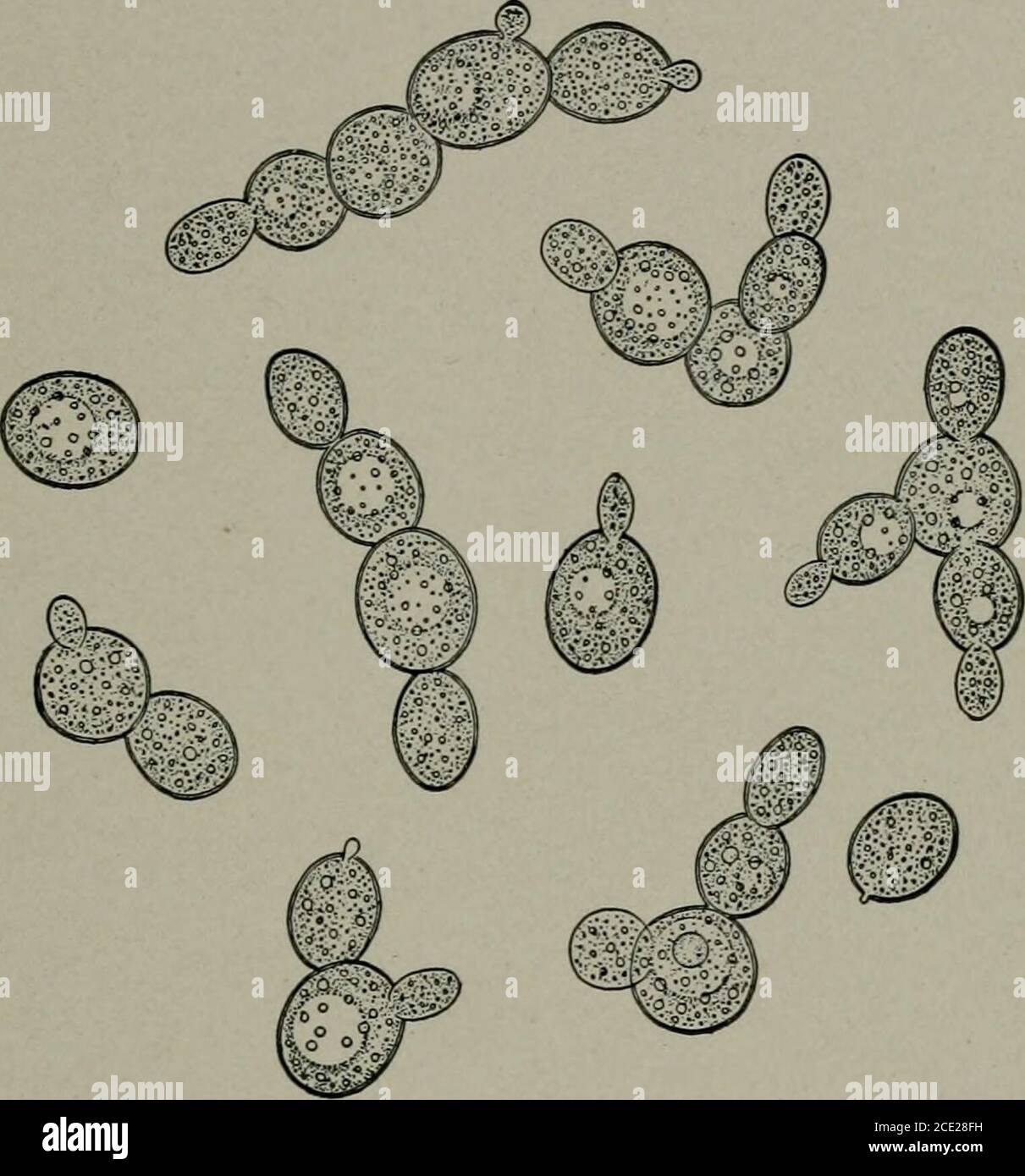 Yeast cell bud hires stock photography and images Alamy