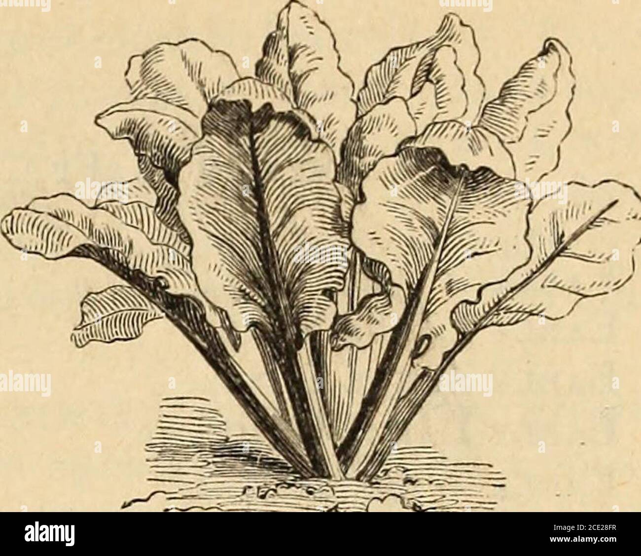Vector Vectors Seeds High Resolution Stock Photography And Images Page 42 Alamy
