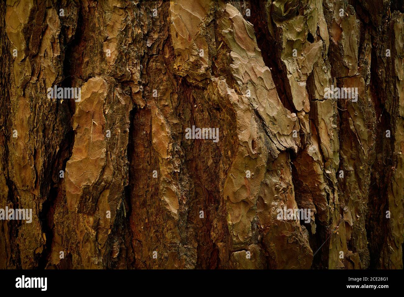 Textured rind of age pine tree. Dry Pinus sylvestris skin. Closeup image. A rough, streaked, cracked, coarse, bumpy bark of aged pine tree. Stock Photo
