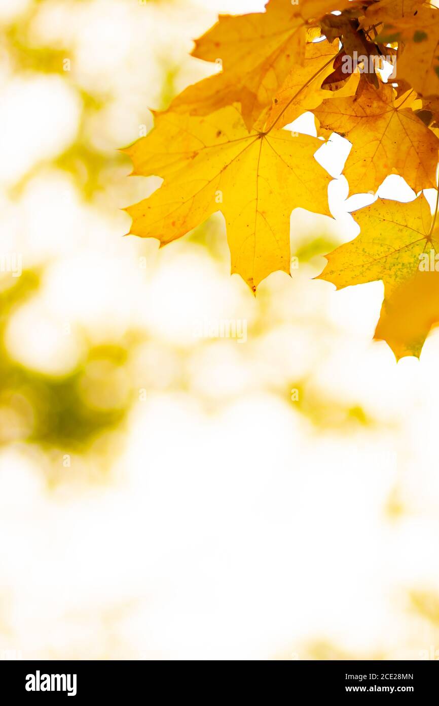 Autumn background. Tree branch with maple leaves on a blurred ...