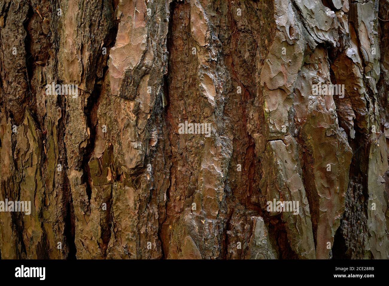 Rough bark of pine tree. Segmented surface of coniferous tree skin Closeup photo. A textured, uneven, gnarled, bulging, corrugated rind of pine tree Stock Photo