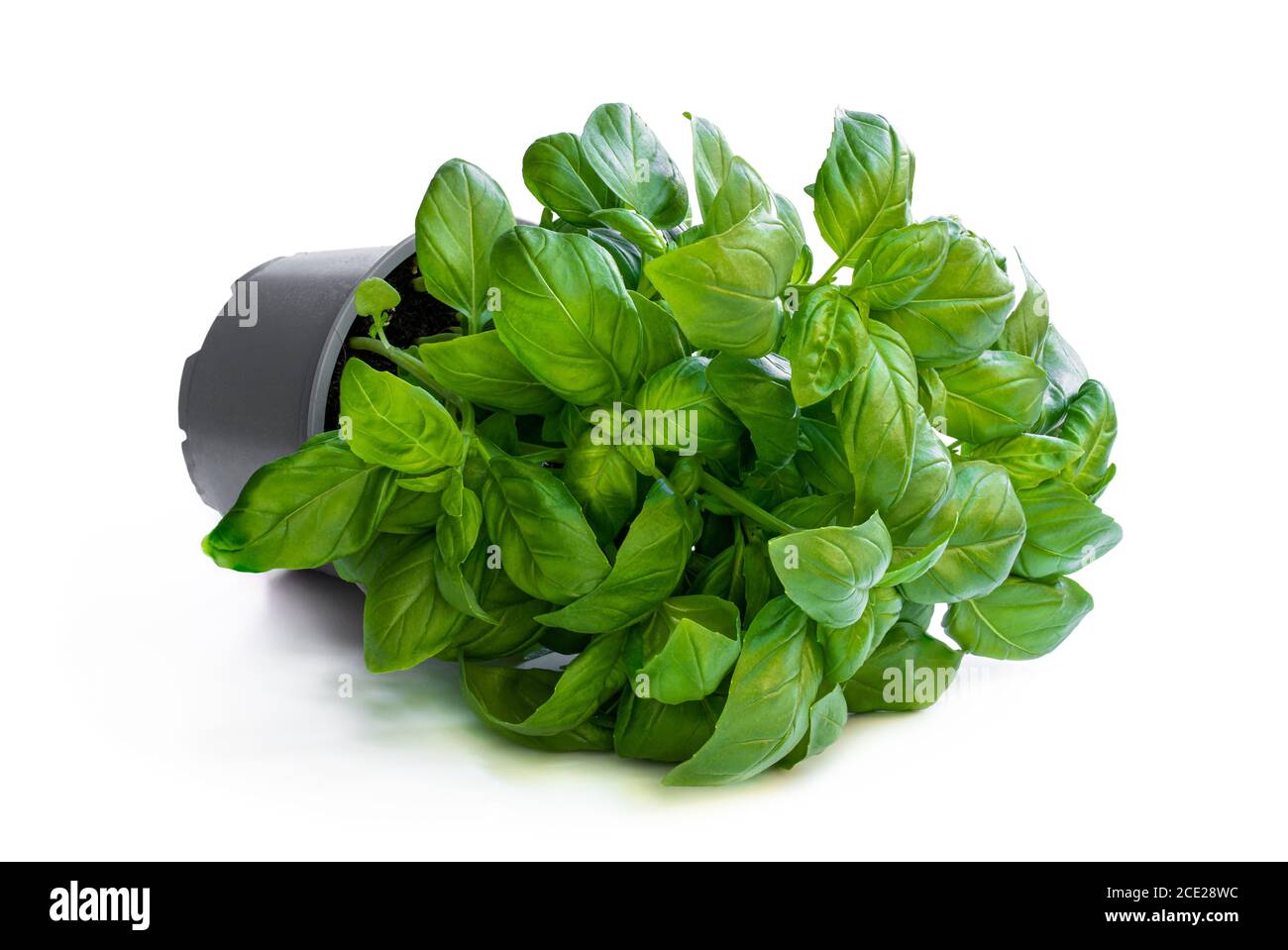 Basil herbs in pot isolated on white background Stock Photo - Alamy