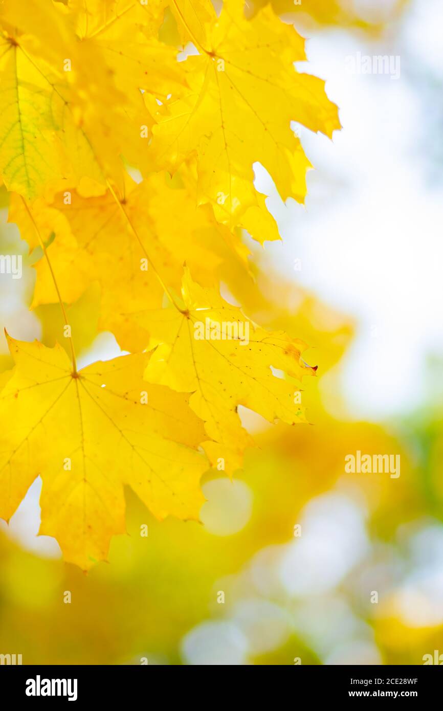 Autumn background. Tree branch with maple leaves on a blurred ...
