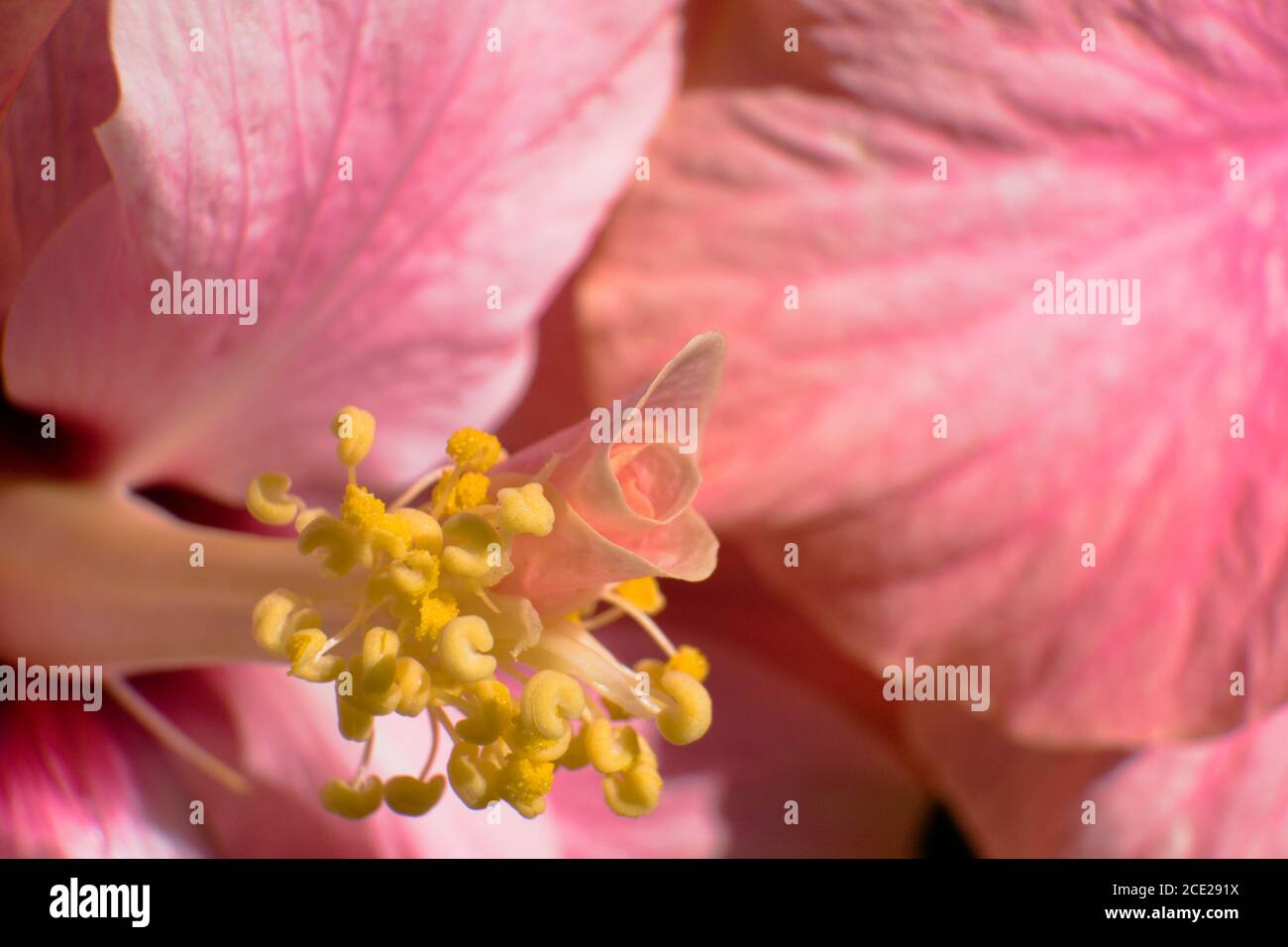 Close-up of the pistil of a pink Hibiscus flower lit by the sunlight Stock Photo