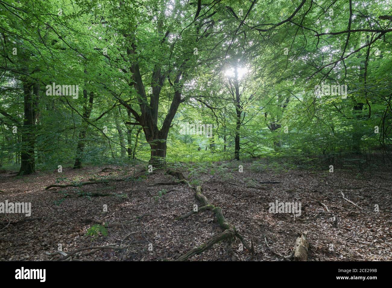 german deciduous forest in summer Stock Photo