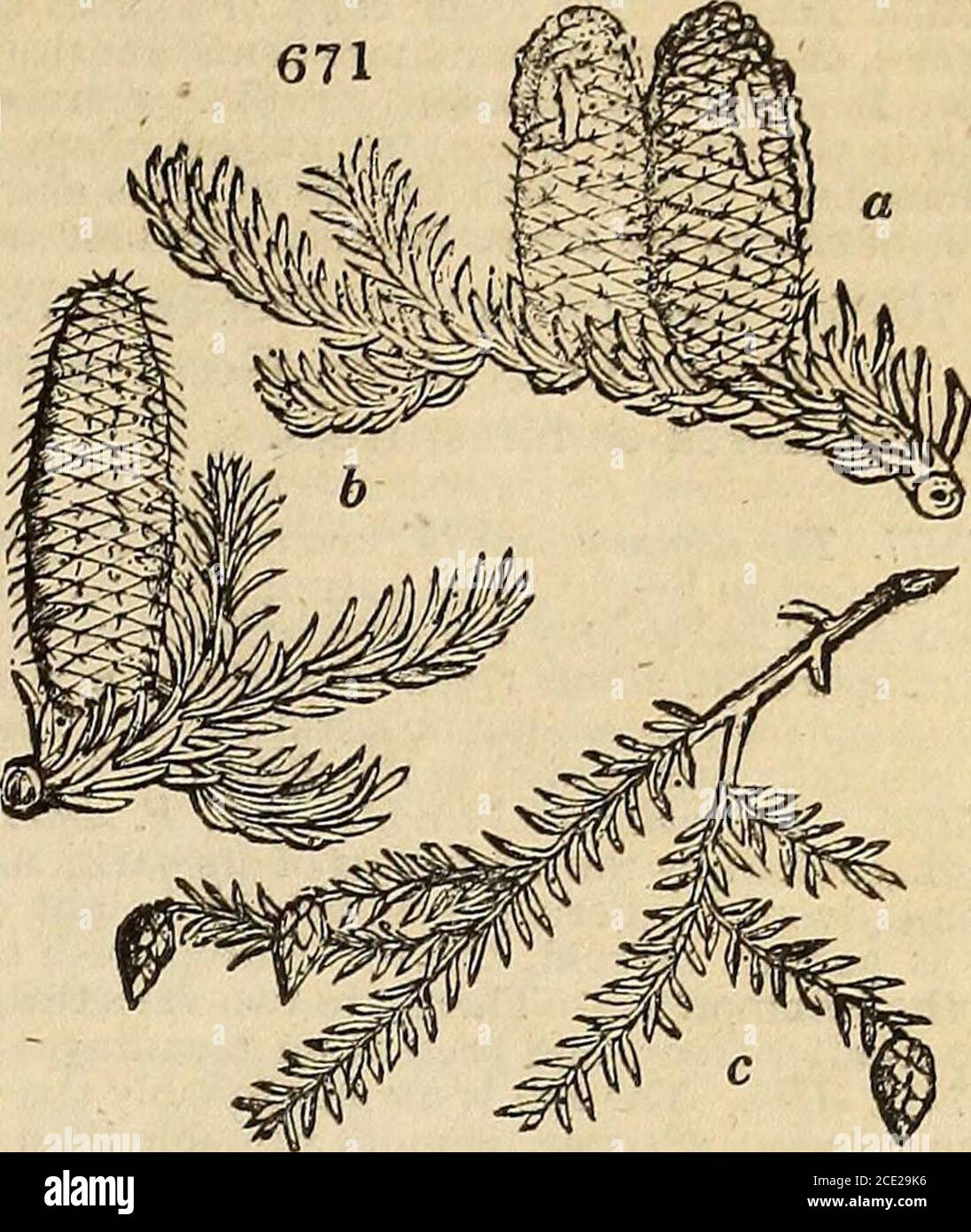 Thespruce High Resolution Stock Photography and Images - Alamy