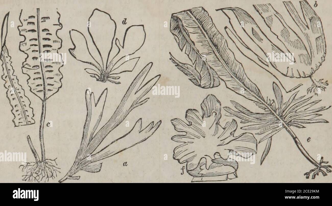 . The elements of materia medica and therapeutics (Volume 2) . andular enlargements. Besidesthe species above depicted, the following have also been used: Laminaria digitata (or Tangle,vol. i. p. 230, fig. 47, d), Porphyra laciniata and vulgaris (commonly called Laver), Laurenliapmnatifida (Icpperdulse), &c.3 Iuriis ami/laeeus, or the Ceylon Moss,3 has been, within the last few years, introduced intoIndia and England, by M. Previle. As found in commerce, it is white, filiform, and fibrous. It 1 A Treatise eiplanatorij of a Method whereby occult Cancers may be cured, 2d ed. 1825. s For farther Stock Photo