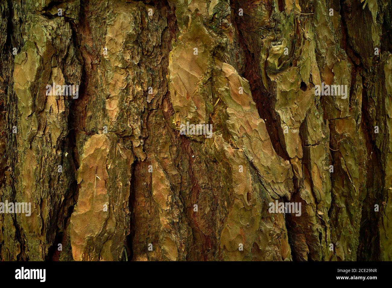 Bark of age pine tree - Pinus sylvestris, pinaceae. Close-up picture. A textured, segmented, streaked surface of evergreen tree rind Stock Photo