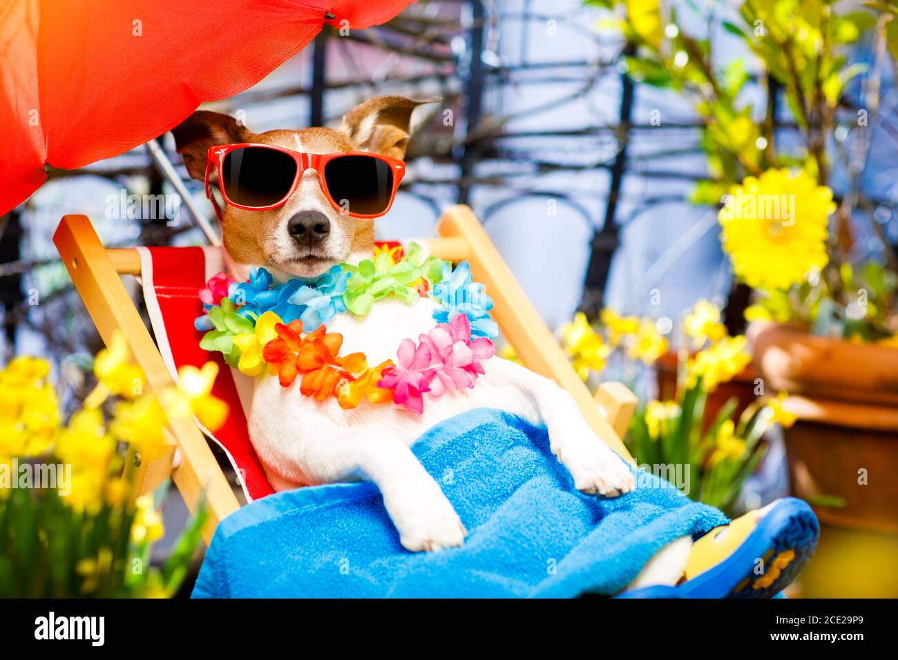 dog summer holiday vacation on hammock Stock Photo - Alamy