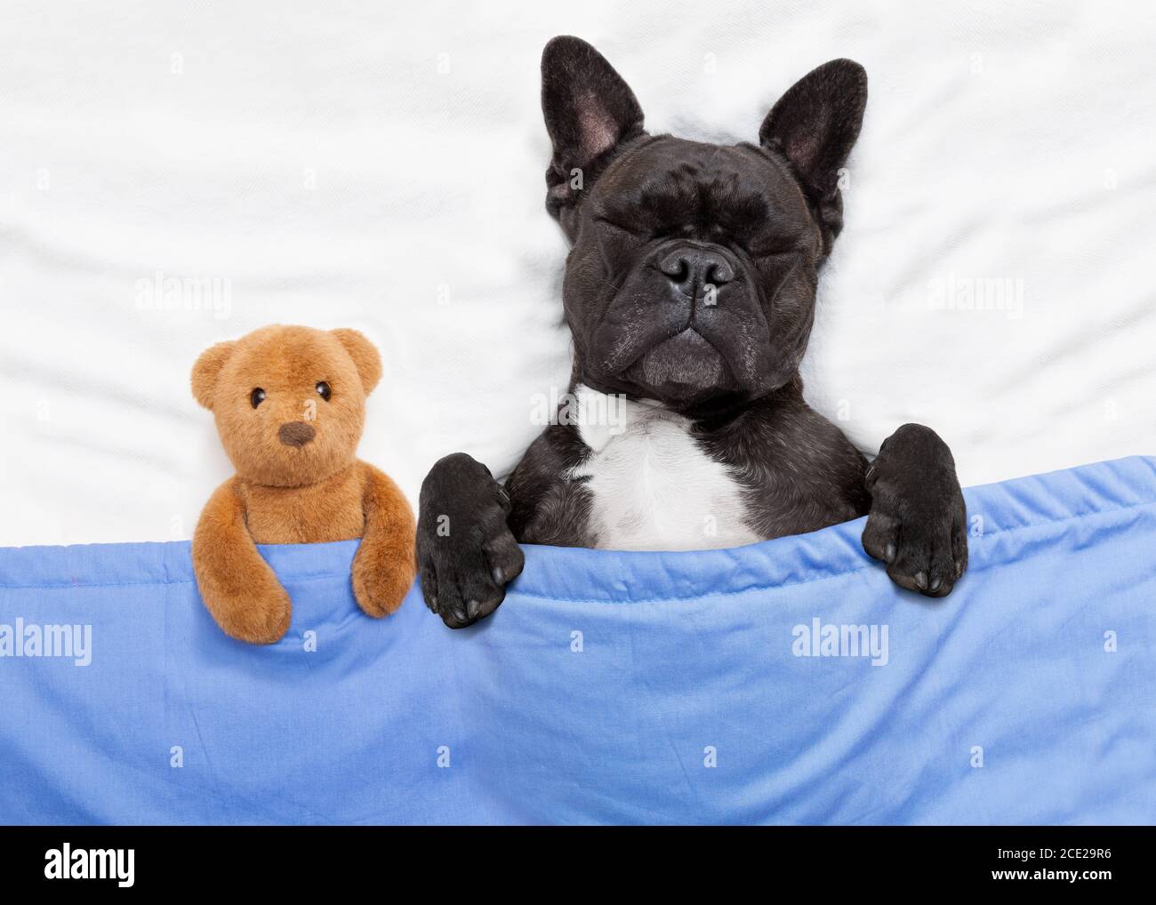 dog sleeping in bed Stock Photo - Alamy