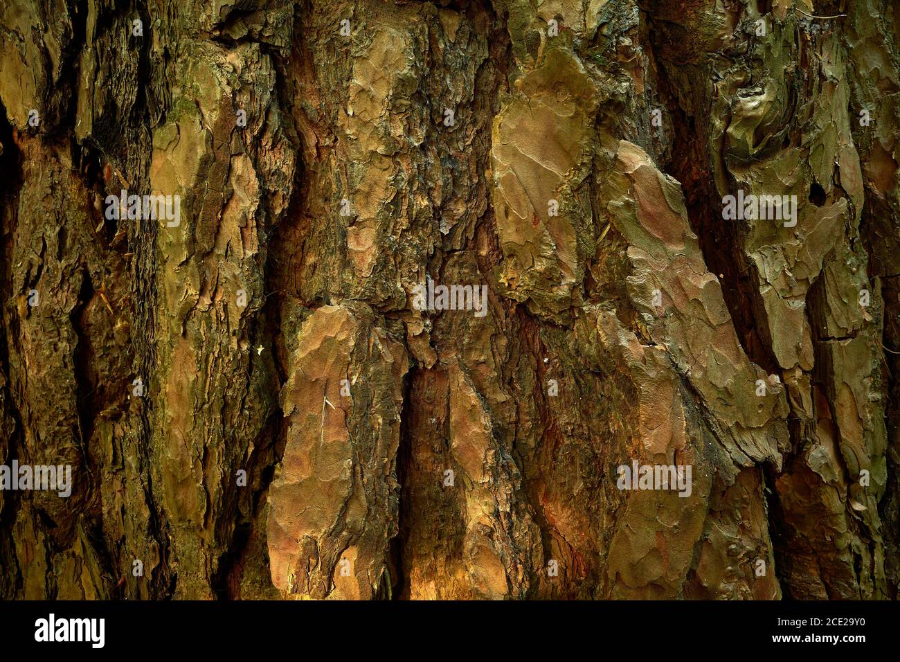 Pine tree rind texture. Aged patterned skin of Pinus sylvestris. Relief bark of old pine - Pinus sylvestris, lined with bizarre furrows. Closeup photo Stock Photo