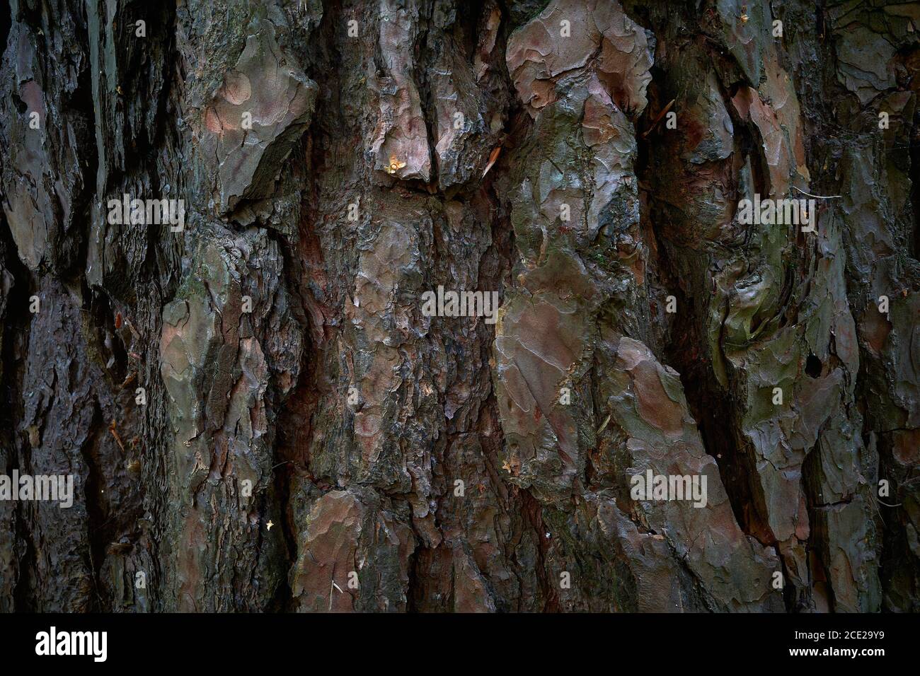 Pine tree rind pattern. Convex, rough, uneven surface of an old pine. Pine tree bark texture
