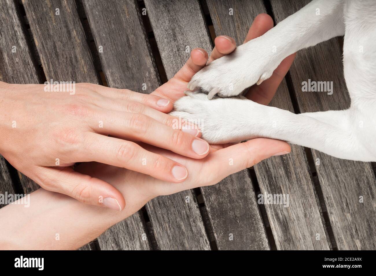 Dog owner hand shake hi-res stock photography and images - Alamy
