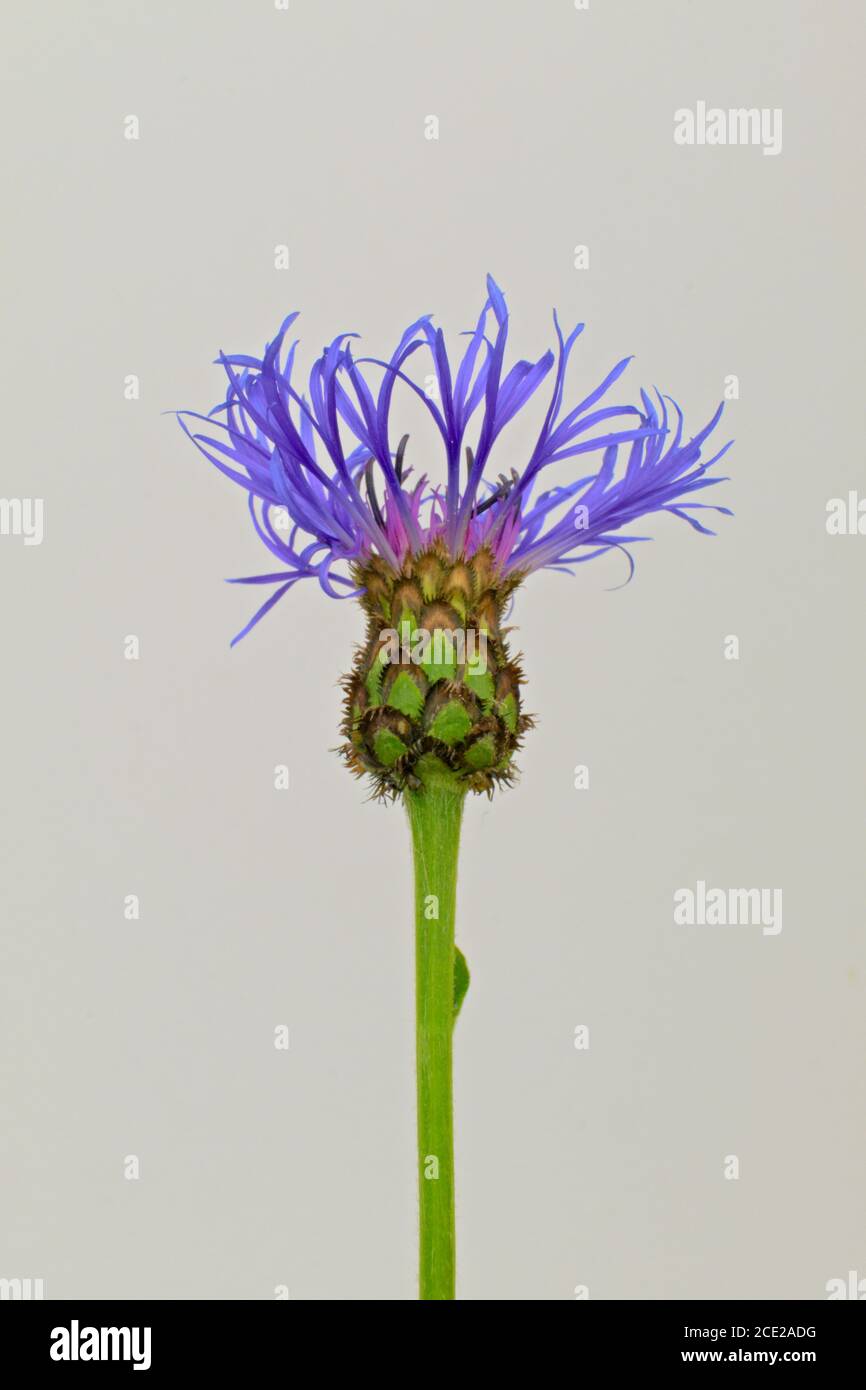 Isolated flower with violet rays known as Mountain cornflower or bachelor's button, scientific name Centaurea montana Stock Photo