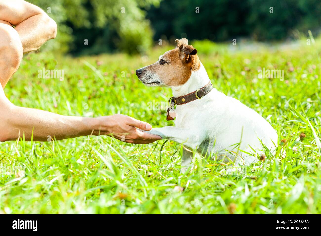 dog and owner training Stock Photo Alamy