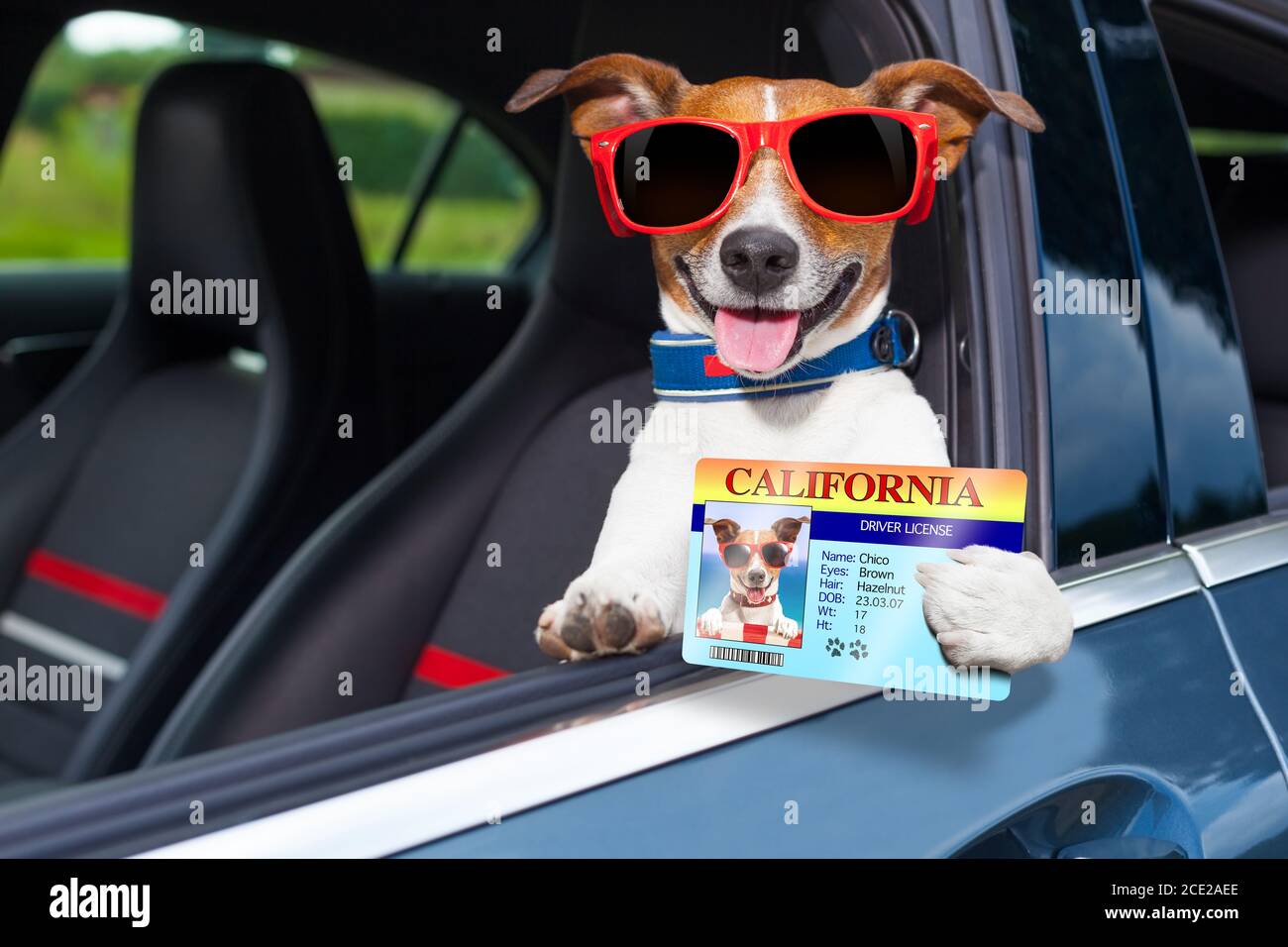 Do We Need A Dog Licence In The Uk