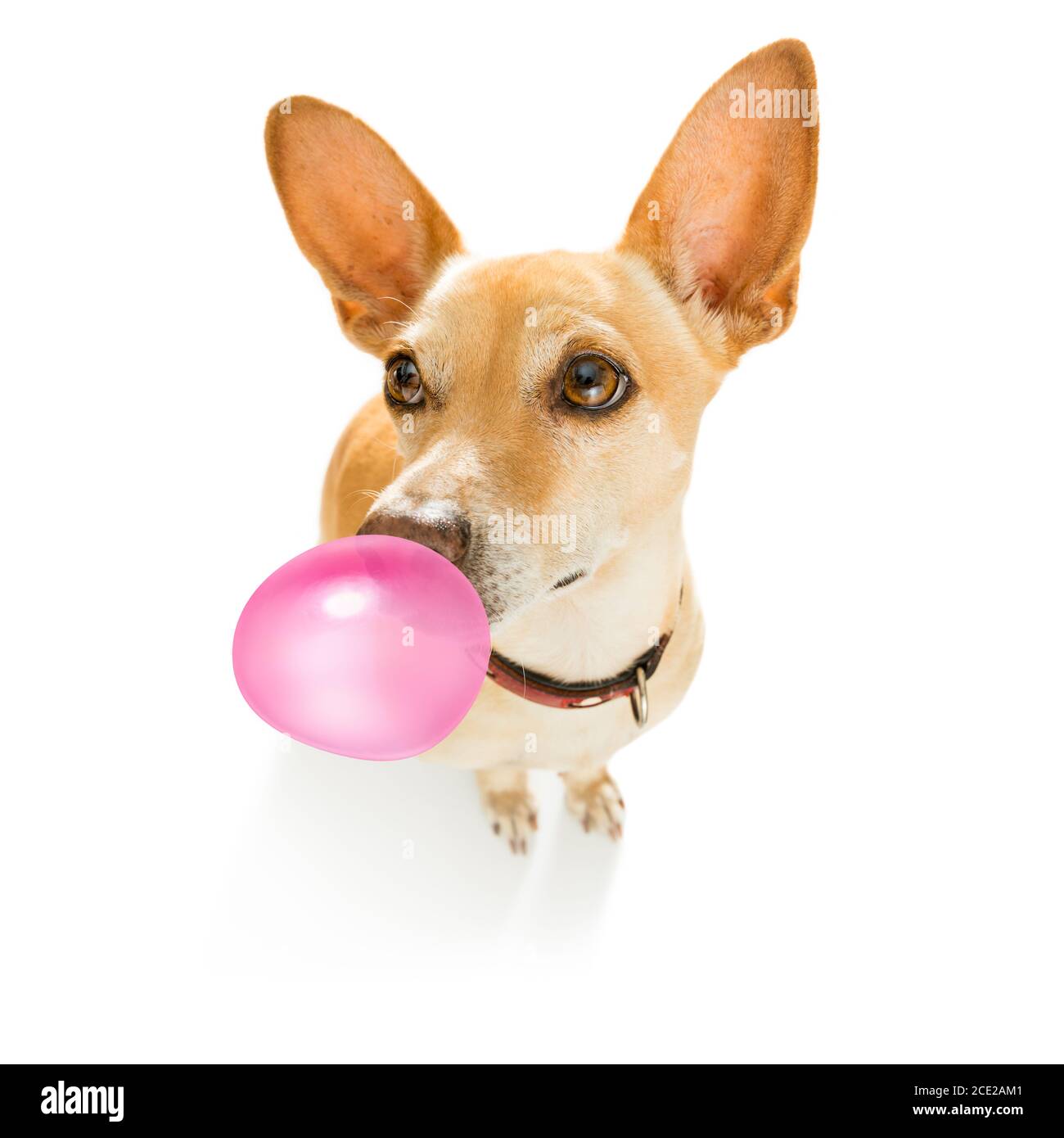 Dog ate chewing gum online