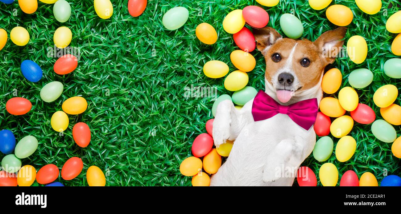 easter bunny dog with eggs Stock Photo Alamy