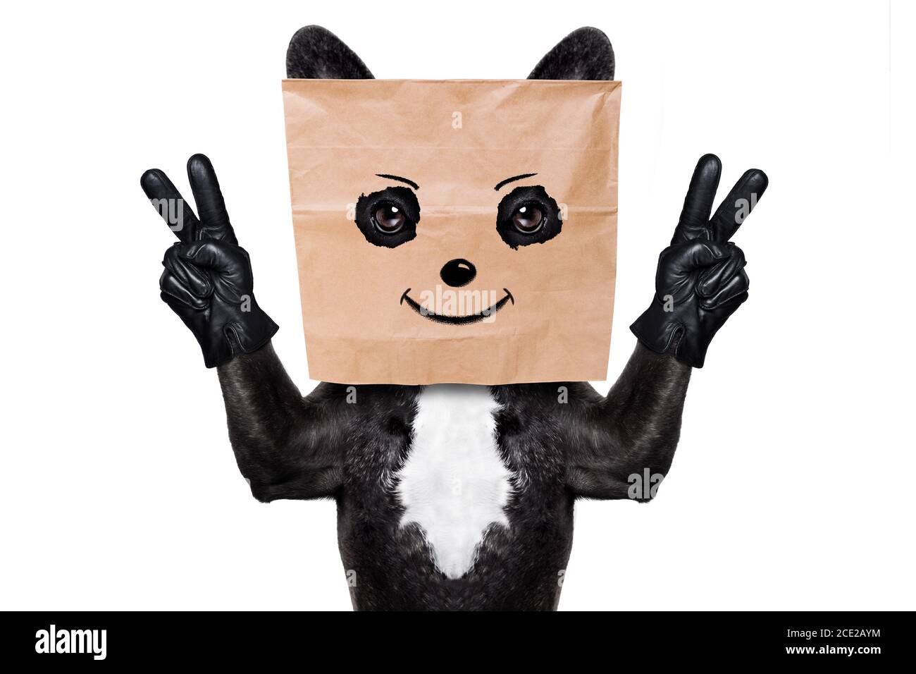 dog with paper bag on head Stock Photo Alamy