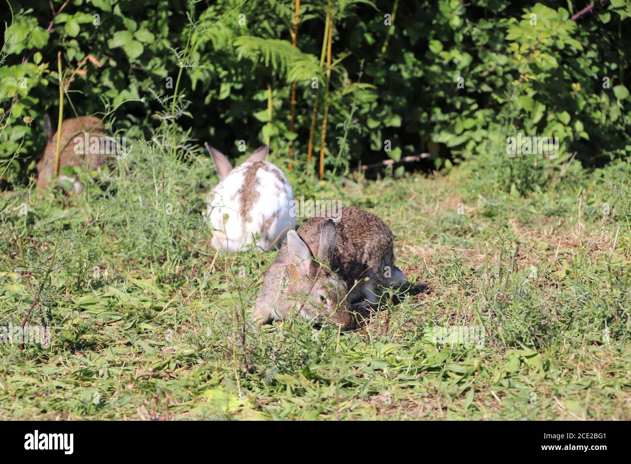 Rabbits green leaves hi-res stock photography and images - Alamy