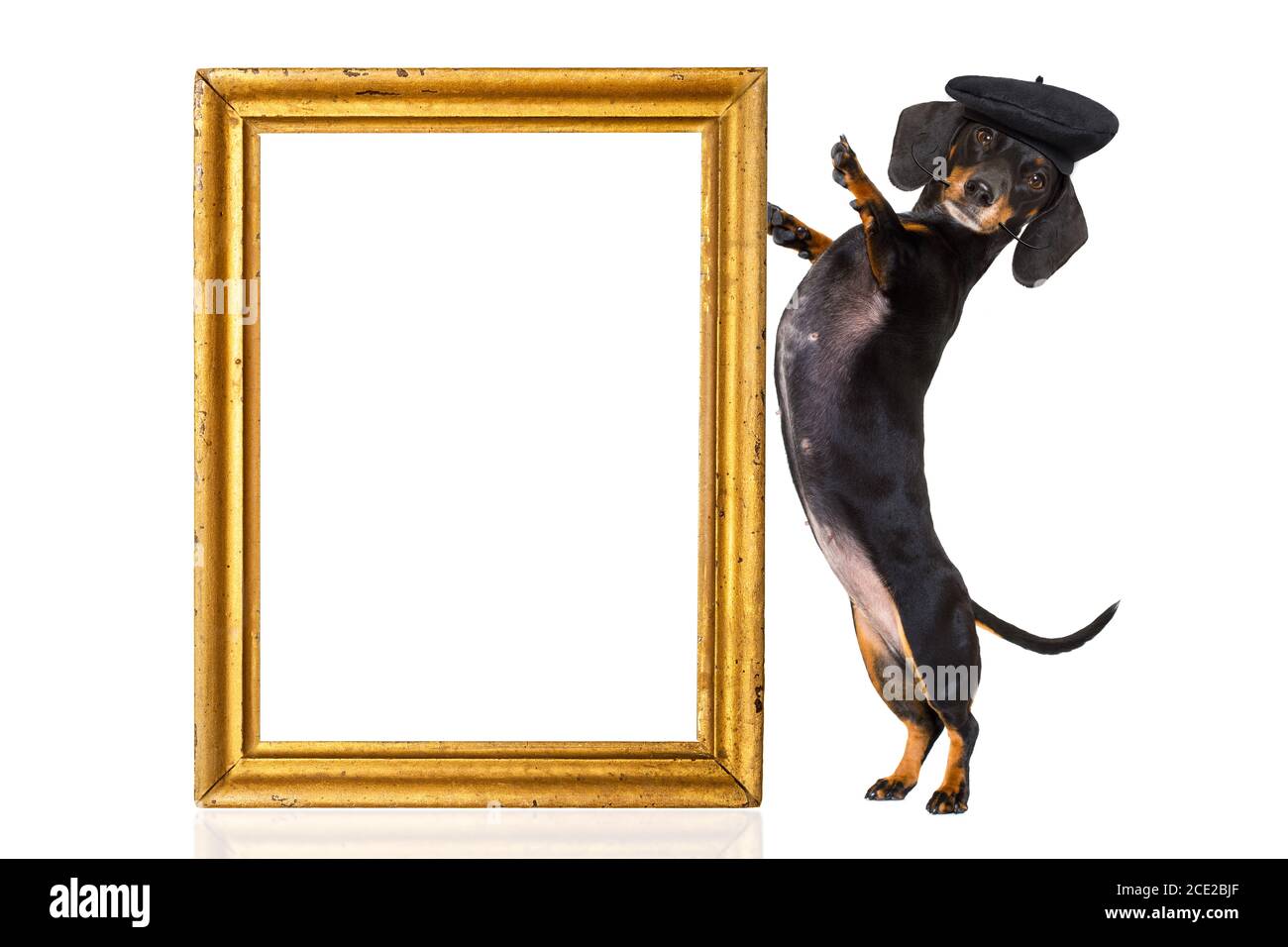 french sausage dog Stock Photo Alamy