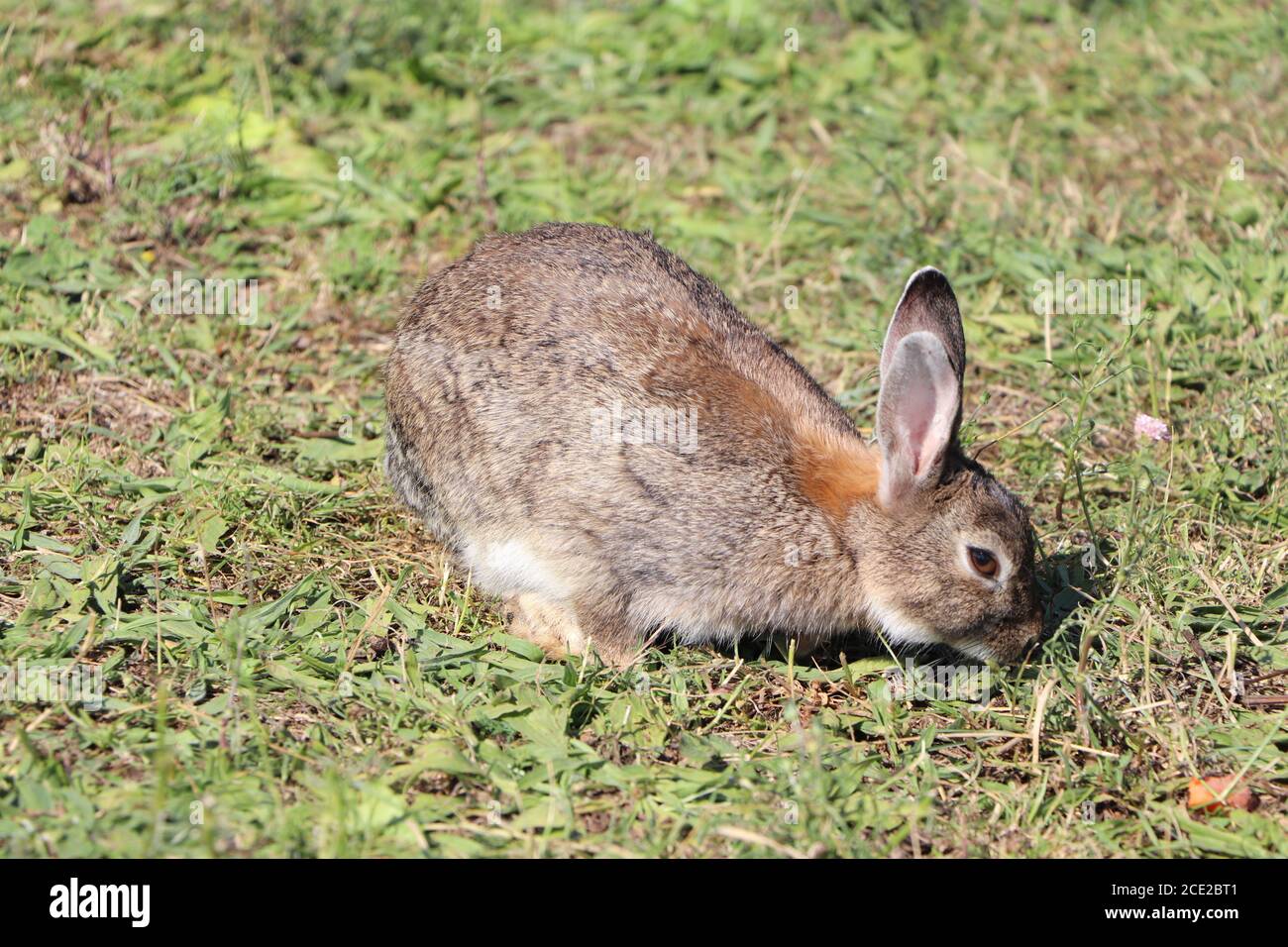 wild rabbits in the park Stock Photo Alamy