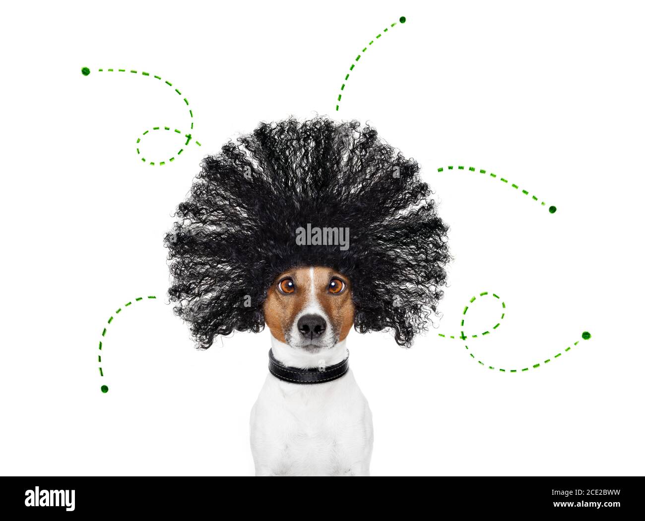 dog with fleas, ticks or insects Stock Photo - Alamy