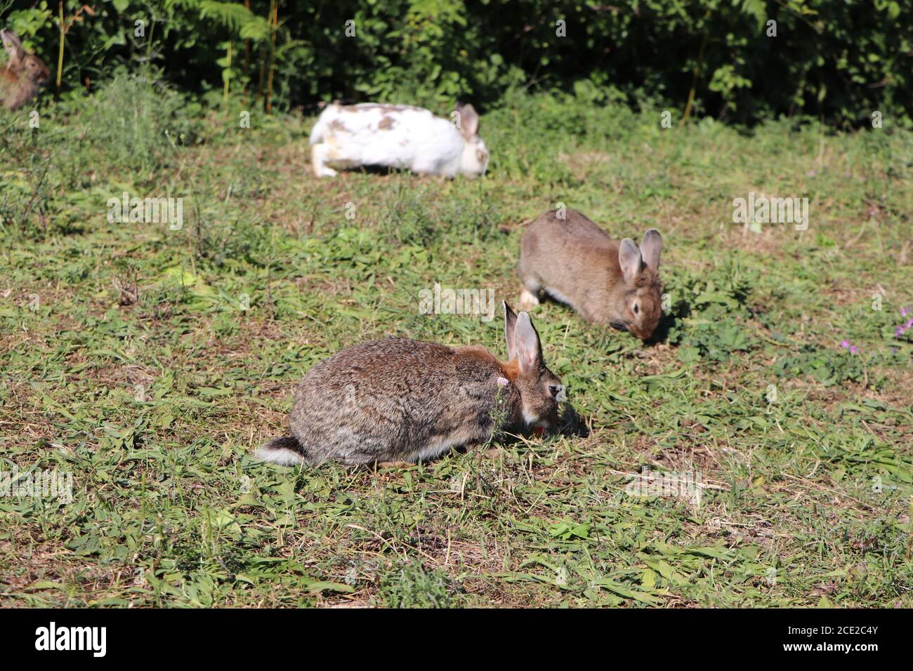 Wild rabbits feeding on green hi-res stock photography and images - Alamy