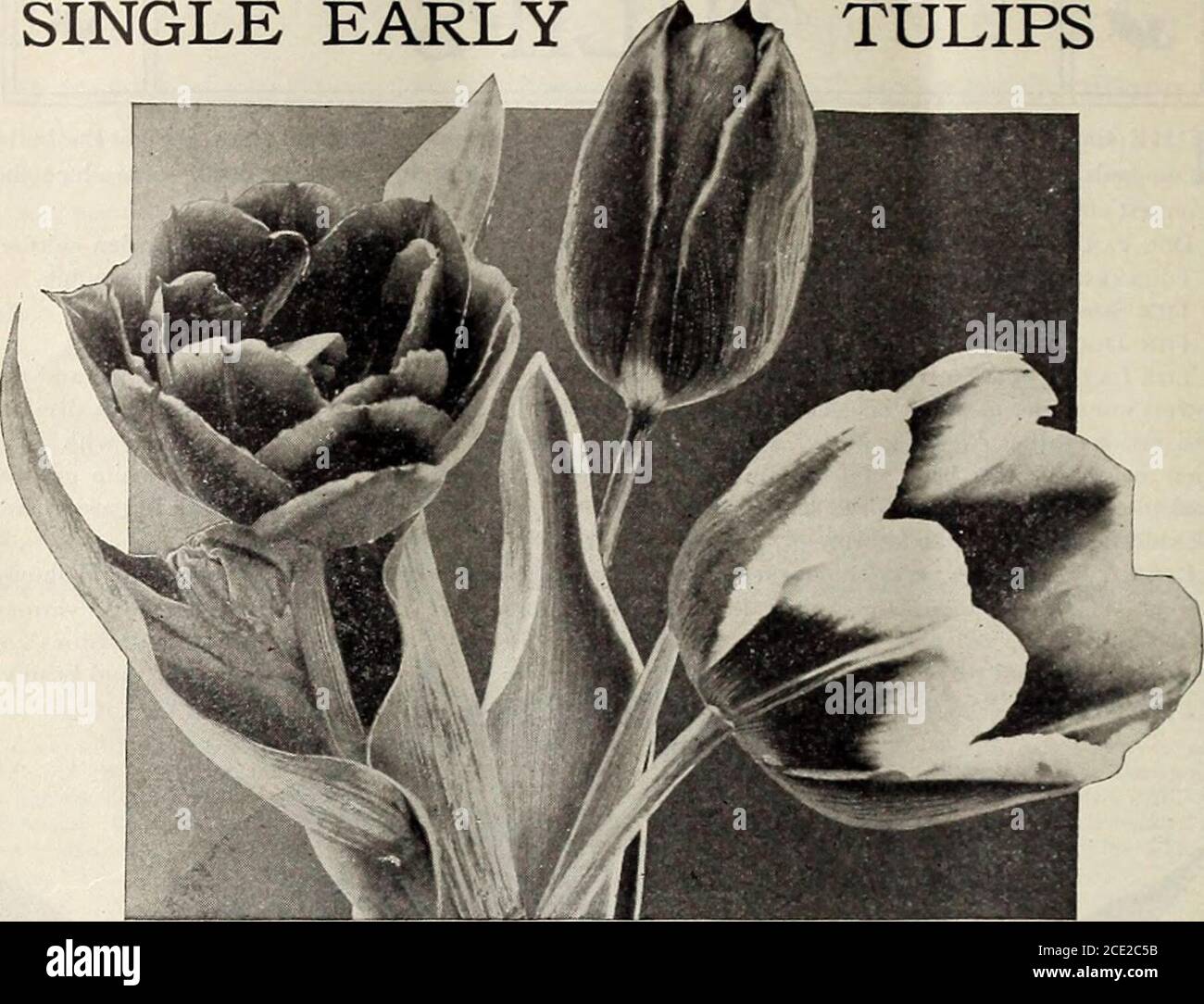. Vick's garden and floral guide : autumn 1906 . SINGLE EARLY TLI.IP 1.A RK1NE 7 8 Hardy Bulbs for Winter and Spring Blooming SINGLE EARLY TULIPS. DOUBLE TULIPLEONARDO DA VINCI SINGLE EARLY TULIPSPROSERPINE DUCHESSE DE PARMA Comprising the finest selections for forcing and bedding.Varieties marked E are the earliest to bloom ; Ei, follow- ing ; E2, the latest. DOZ. 100 Artus. (Ei 1 bright scarlet 3 for 10 3° 1 60 Belle Alliance. (Ei) scarlet °S 45 3 00 Brutus. (Ei)orange-crimson,goId-mar- 3 for 10 35 1 8^5 3 for 10 30 1 75 Chrysolora. (E) yellow 3 for to 25 X 25 Crimson King. (Et) scarlet . . Stock Photo