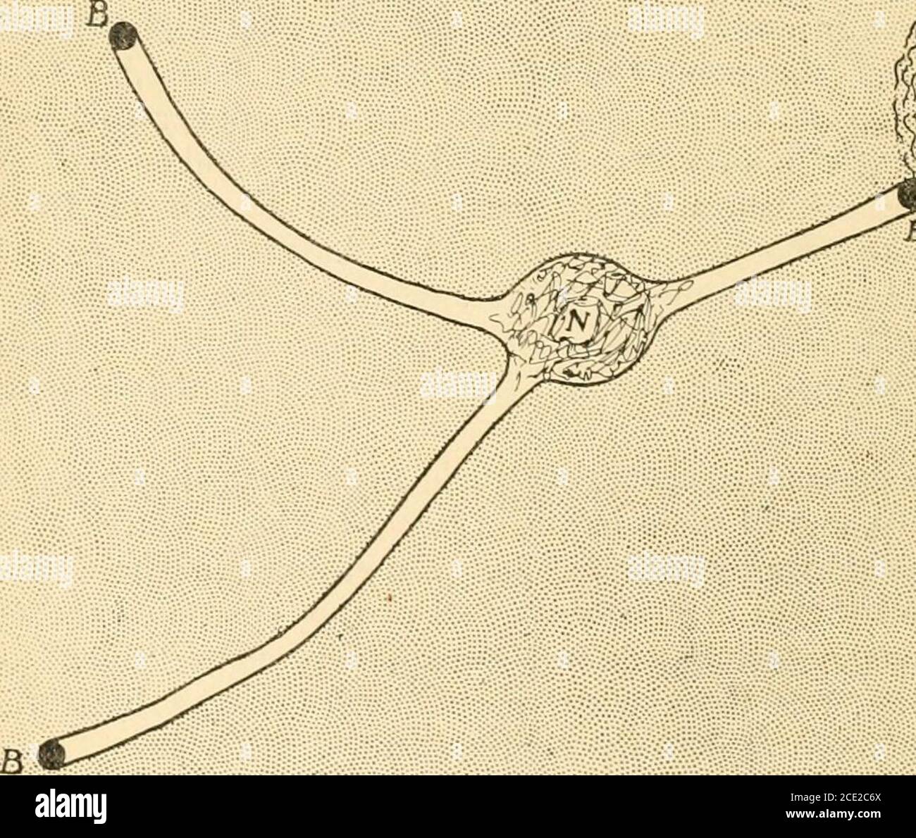 Field mouse burrow hires stock photography and images Alamy