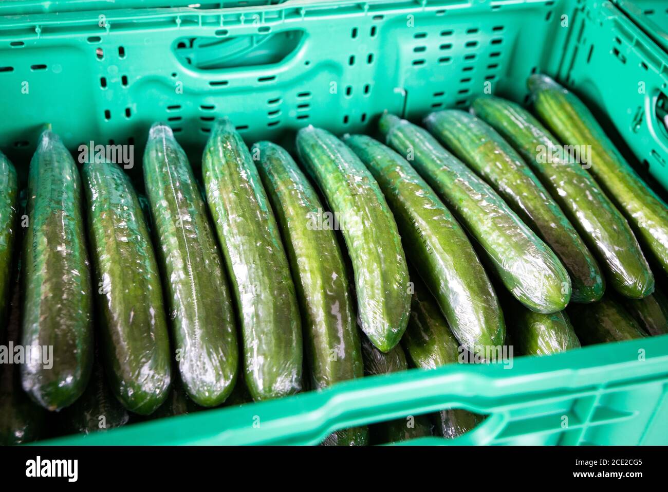 Telegraph cucumbers wrapped in plastic ready to go to the supermarkets