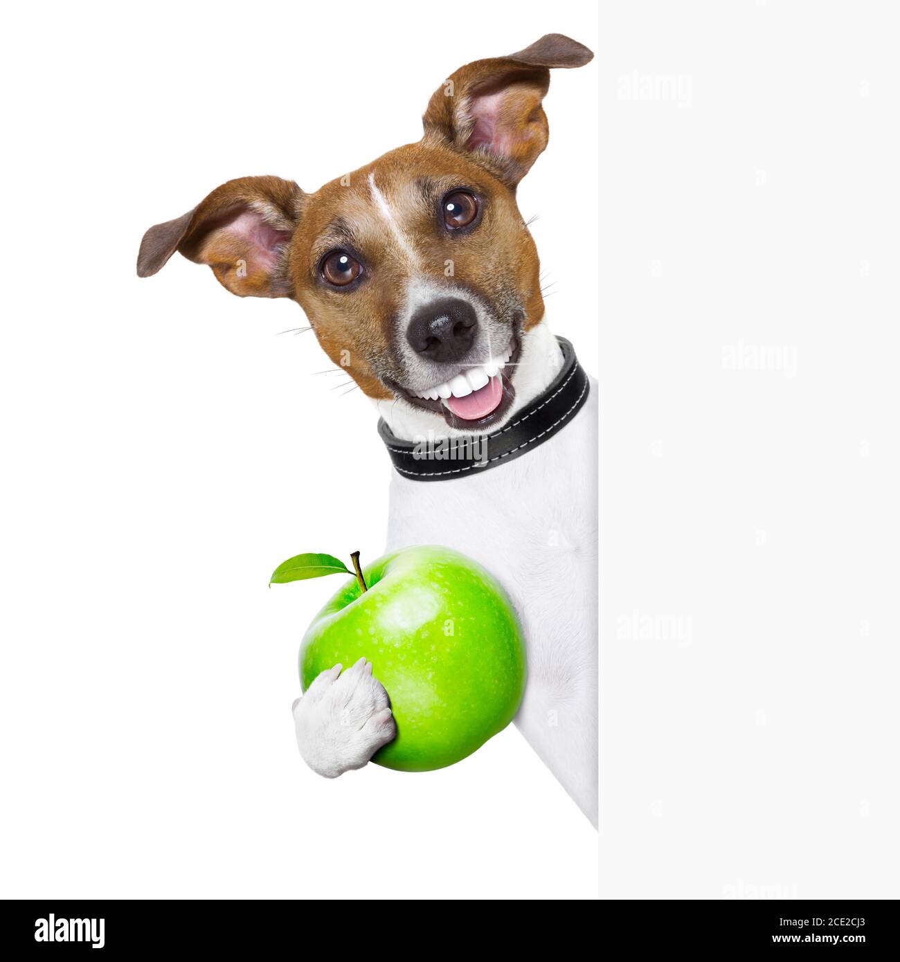 Picture of Dog eating apple Cut Out Stock Images & Pictures - Alamy