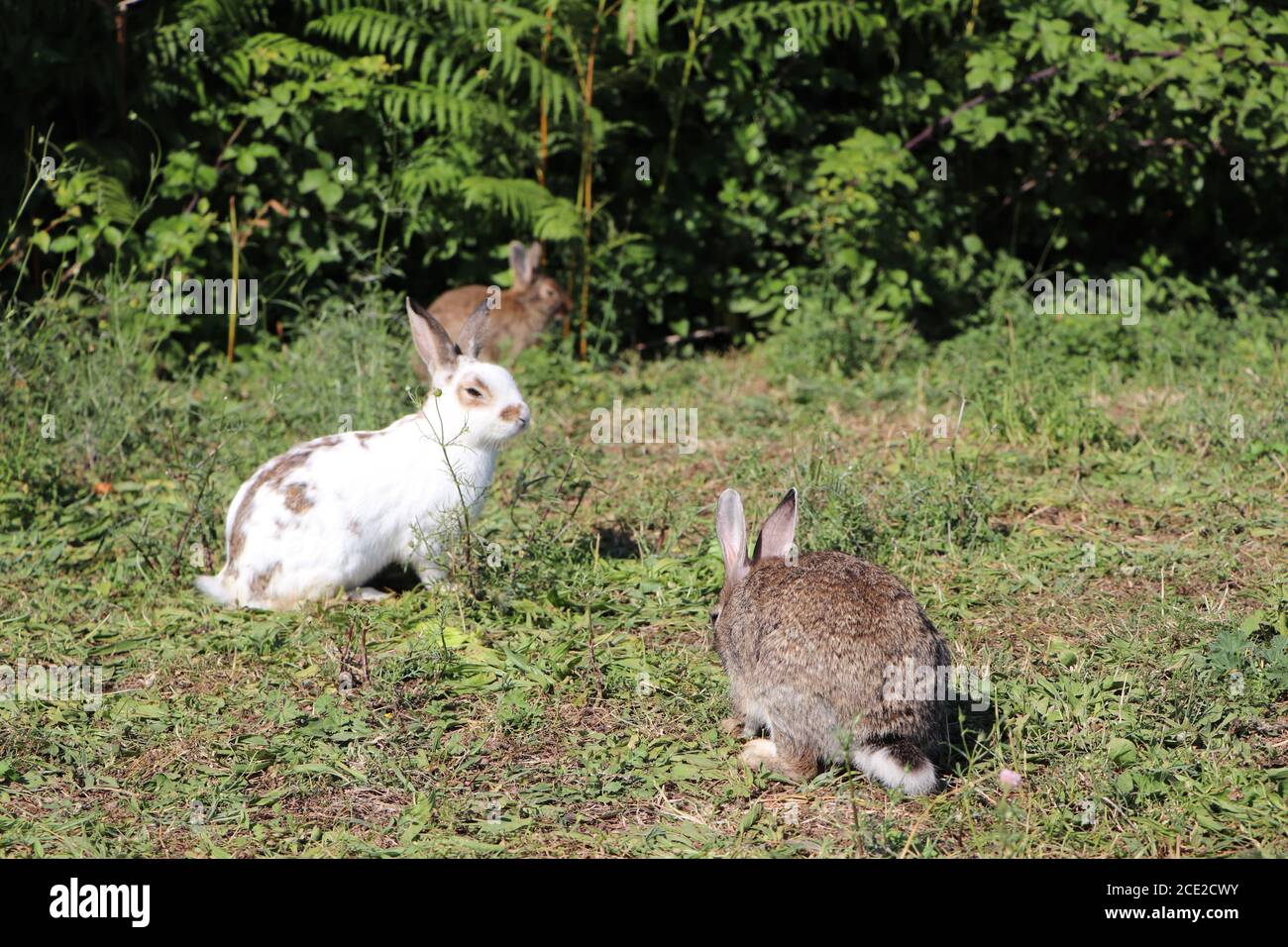 Nps Rabbit wild rabbits in the park Stock Photo - Alamy