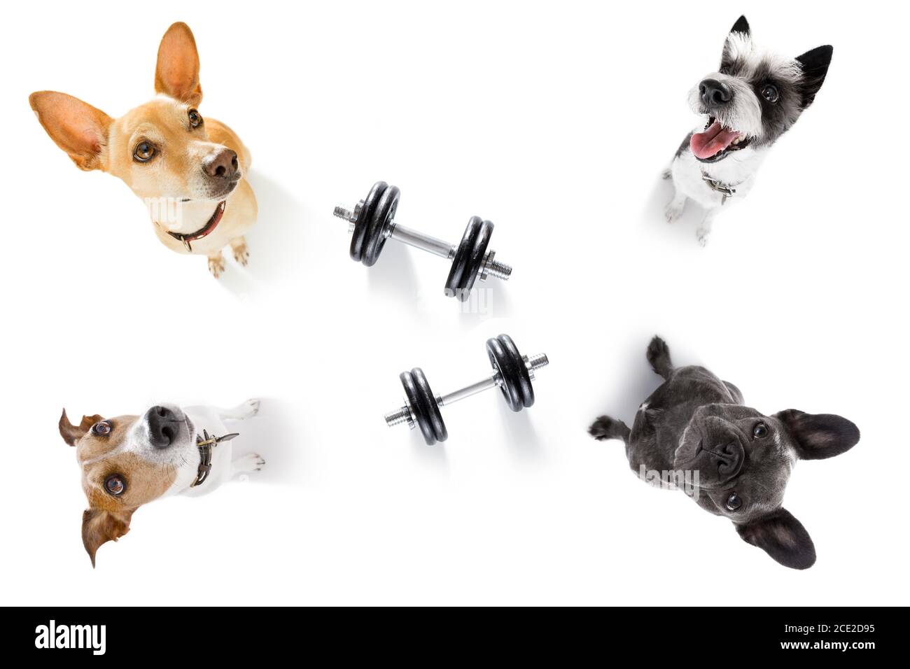 couple of dogs with dumbbells Stock Photo Alamy