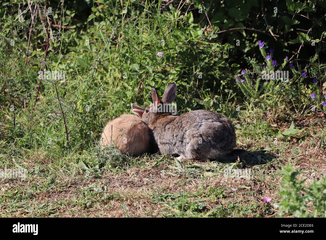 Rabbits green leaves hi-res stock photography and images - Alamy