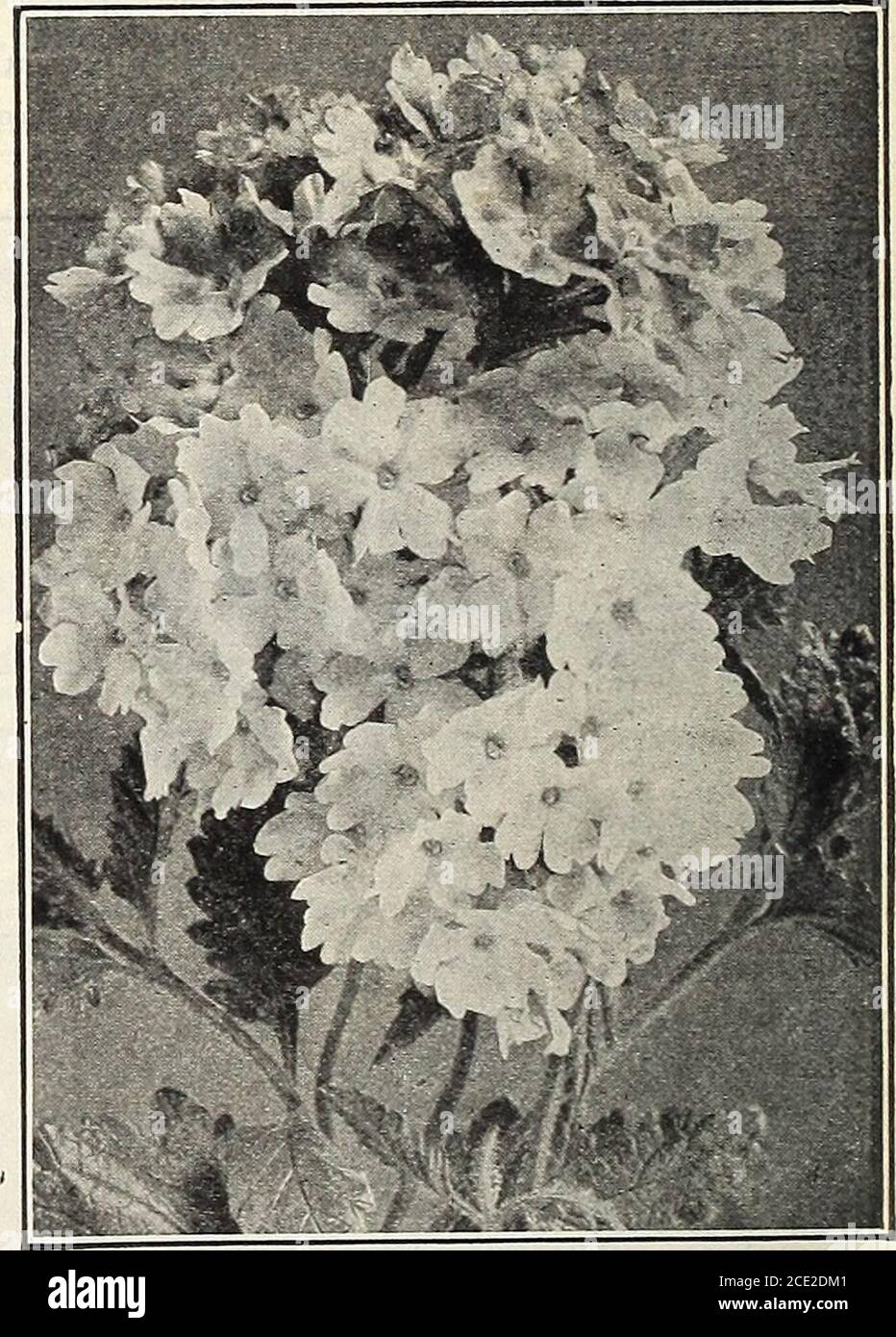 . Bolgiano's extremely early wonderfully prolific I.X.L. tomato . Pkts. 2c.5c and 10c. Oz. 25c. 110. English Primrose Primula, Old Favorite Yellow. Pkts. 2c, 5c and inc.Y% Oz. 35c. 111. Golden Feather Pyrethrum Aureum. Dwarf, compact, Yellow leaved plants9 in. high. Pkts. 2c, 5c and 10c. Oz. 25c. 112. Ricinus. Castor Oil Bean and other varieties. Garden annuals of luxuriantgrowth with large, palm-like leaves, extremely attractive on account of their sub-tropicaleffect. Our wonderful mixture contains varieties from 6 to 12 feet high, some with im-mense leaves, green, brown or purple, others pur Stock Photo
