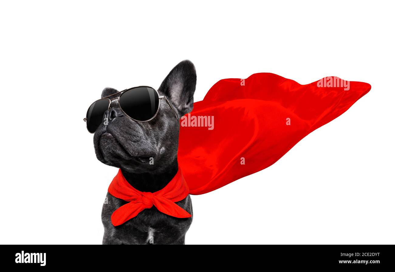 super hero dog Stock Photo