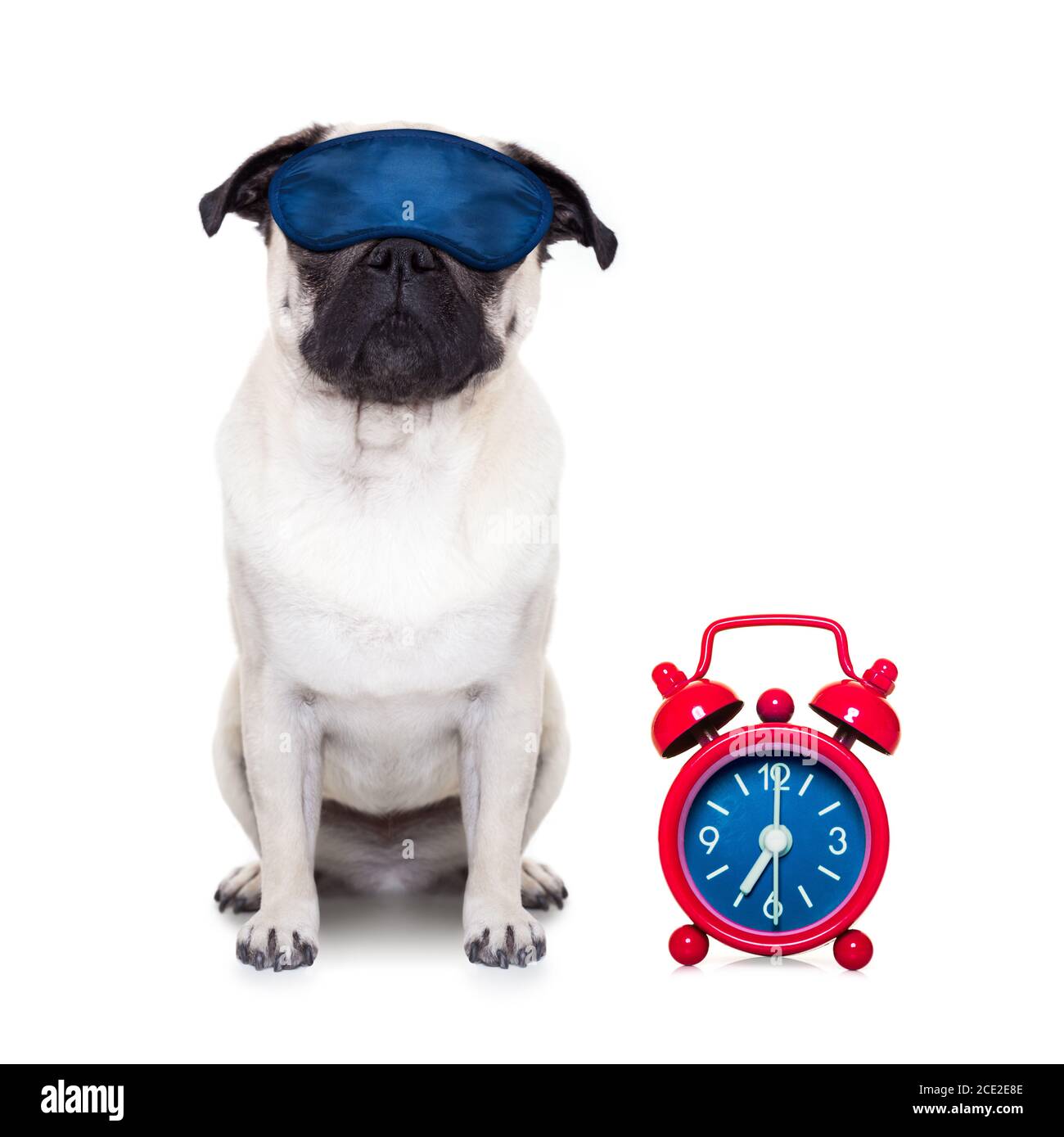 dog-asleep-bed-clock-hi-res-stock-photography-and-images-alamy