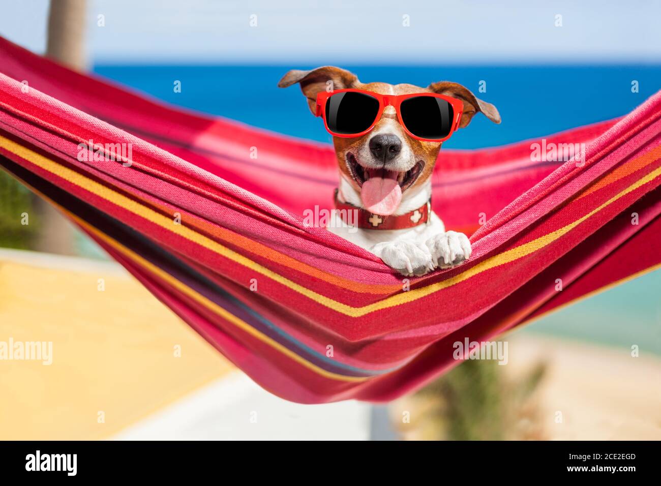 dog on hammock Stock Photo Alamy