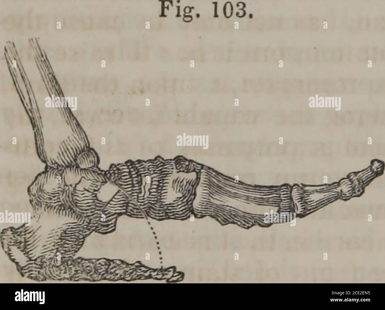 . Human physiology (Volume 1) . responding sideof the body. As yet, only one limb has advanced. The base ofsustentation has been modified, but there has been no progression.The limb, remaining behind, has now to be raised and brought for-ward, so as to pass the other, or to be on the same line with it, asthe case may be ; and this finishes the step. In order to bring upthe limb, which is behind, the foot must be successively detachedfrom the soil, from the heel to the toe. In this way, an elongationof the limb is produced, which assists in advancing the correspond-ing side of the trunk, and ex Stock Photo