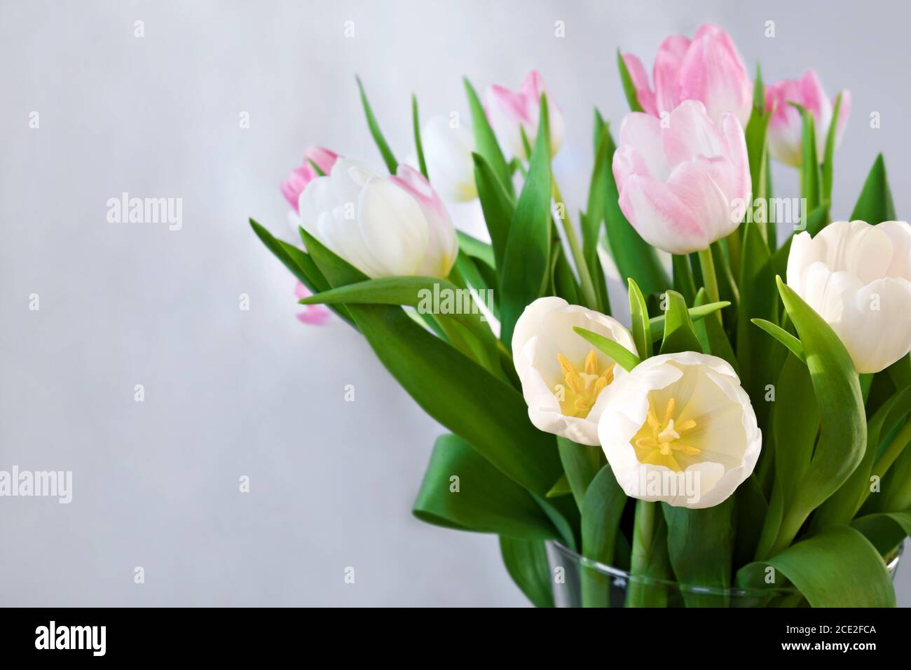 Bouquet of delicate white and pink tulips in vase on blurred bright ...