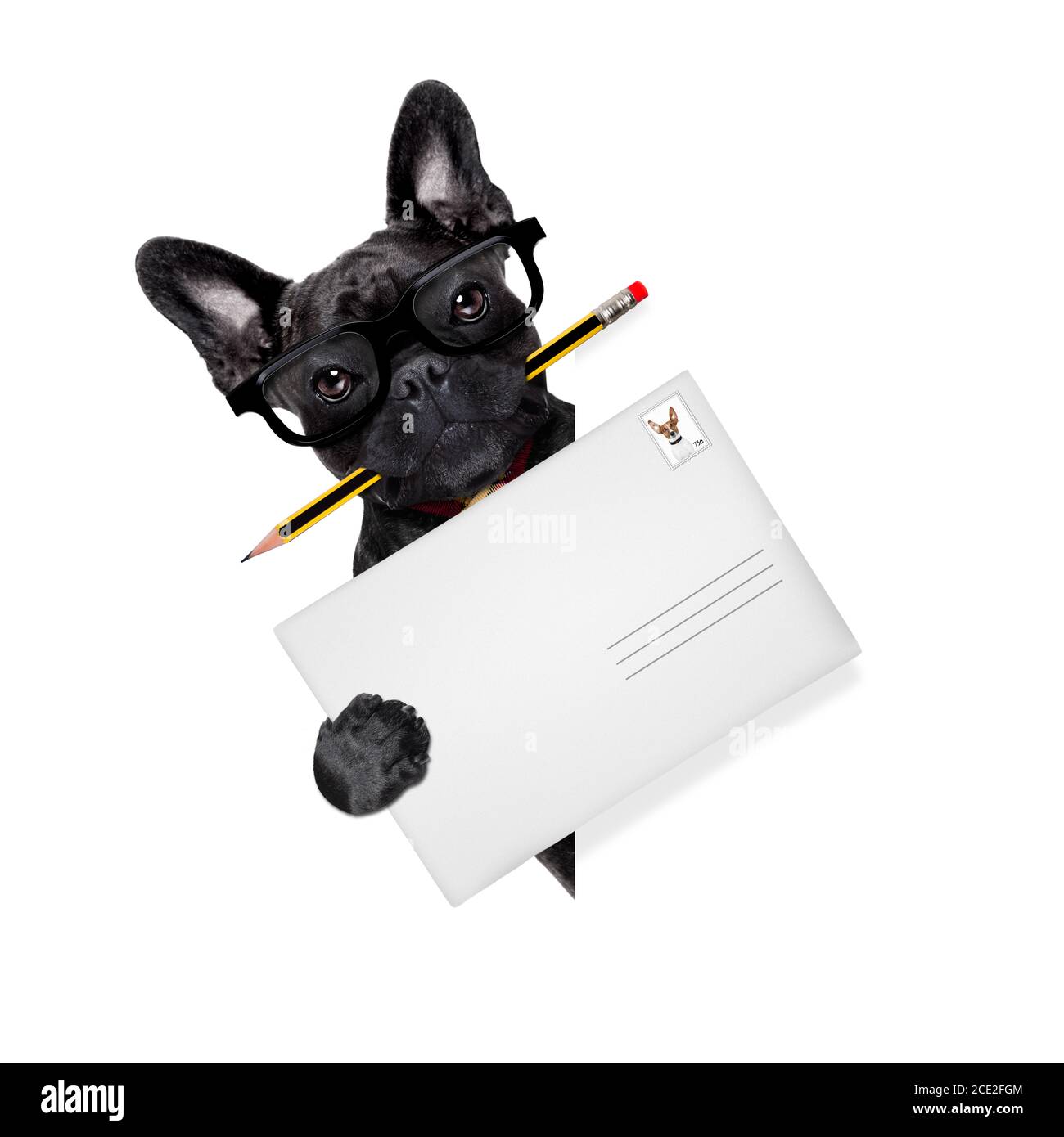 mail delivery post dog Stock Photo Alamy