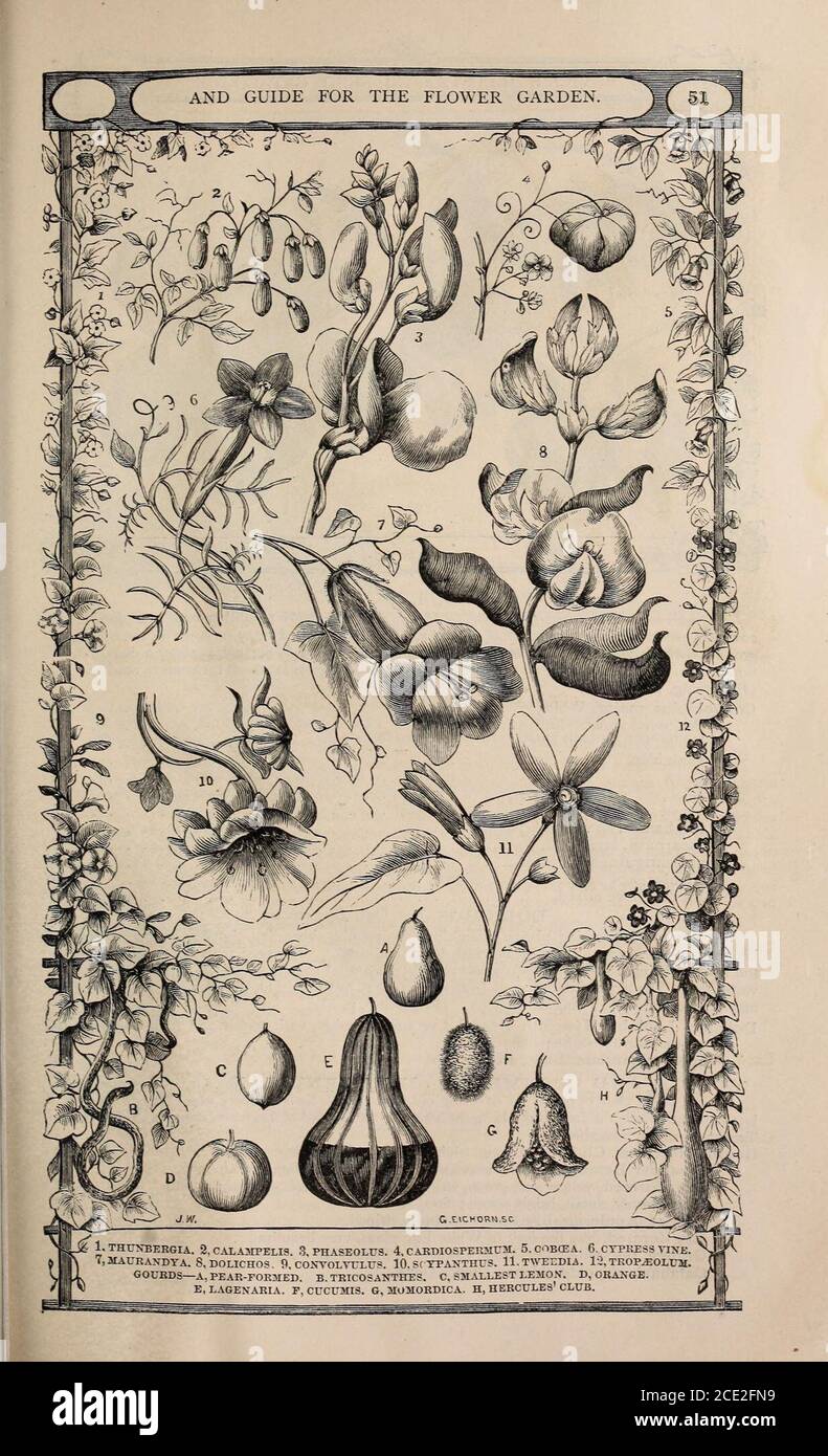 Vick's illustrated catalogue and floral guide, 1871 . mum Halicacabum, a  curious, half-hardy annual, from India, called BalloonVine, or Love in a  Puff, on account of its inflated, membranous capsule. Flowers