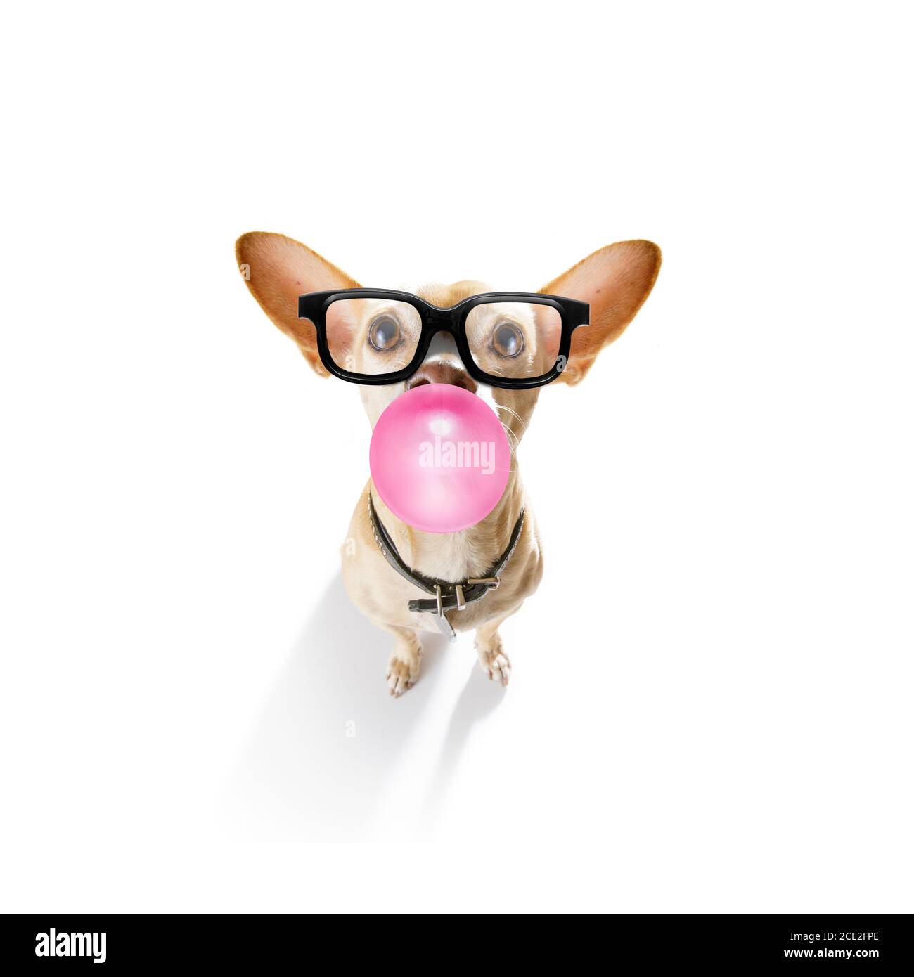 dog chewing bubble gum Stock Photo Alamy