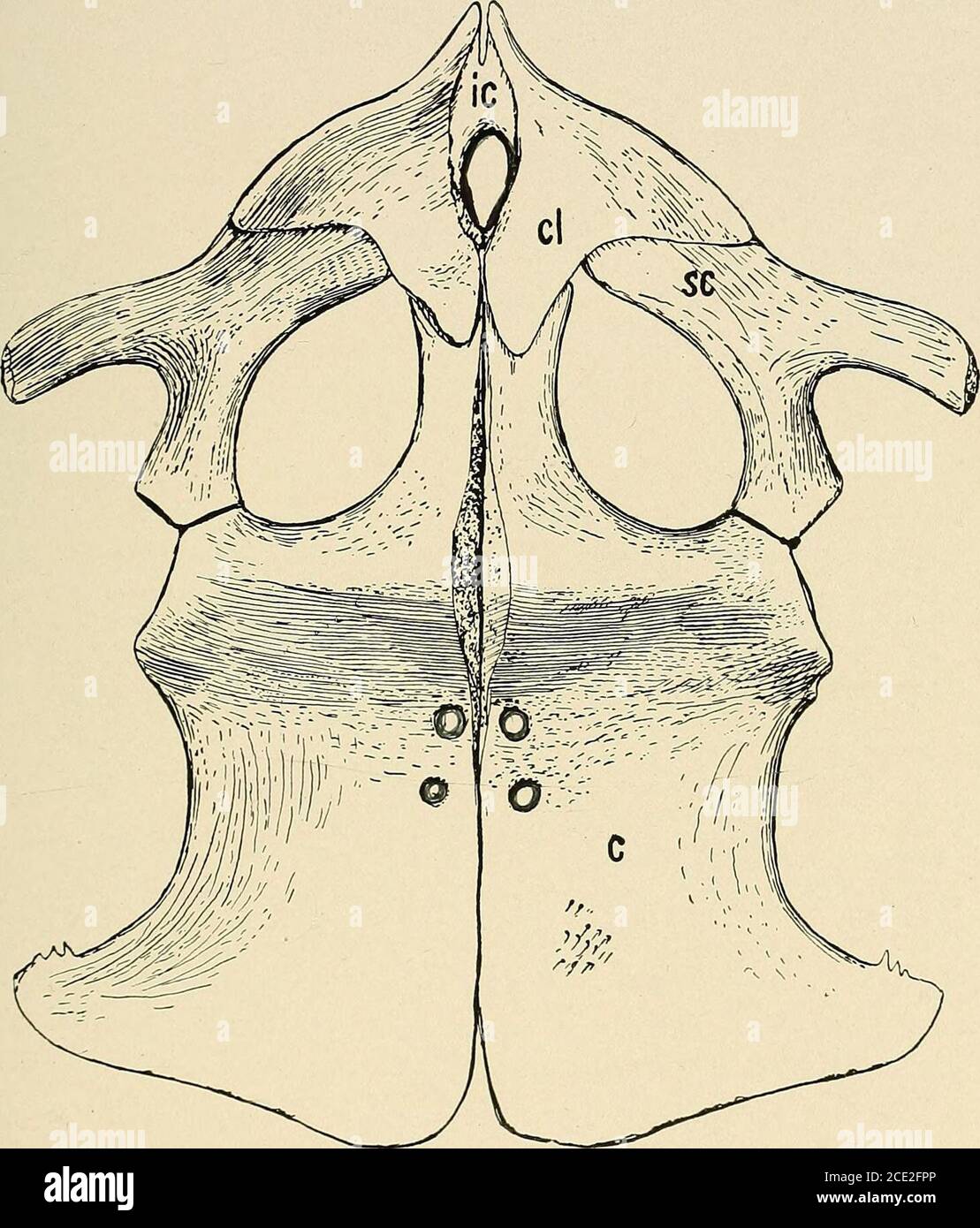 . Water reptiles of the past and present . r, r, r, cervical ribs; d ...